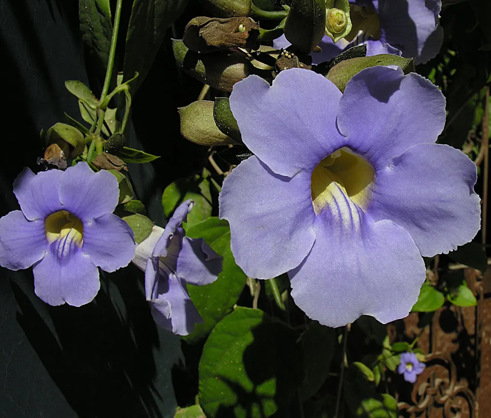 Sky Flower, Sky Vine (Thunbergia Grandiflora) — each spanning up to 3 inches; ample watering is essential during hot weather; however, image 55