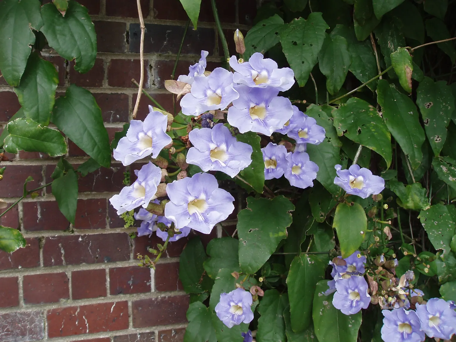 Sky Flower, Sky Vine (Thunbergia Grandiflora) — vertical elements in the garden
