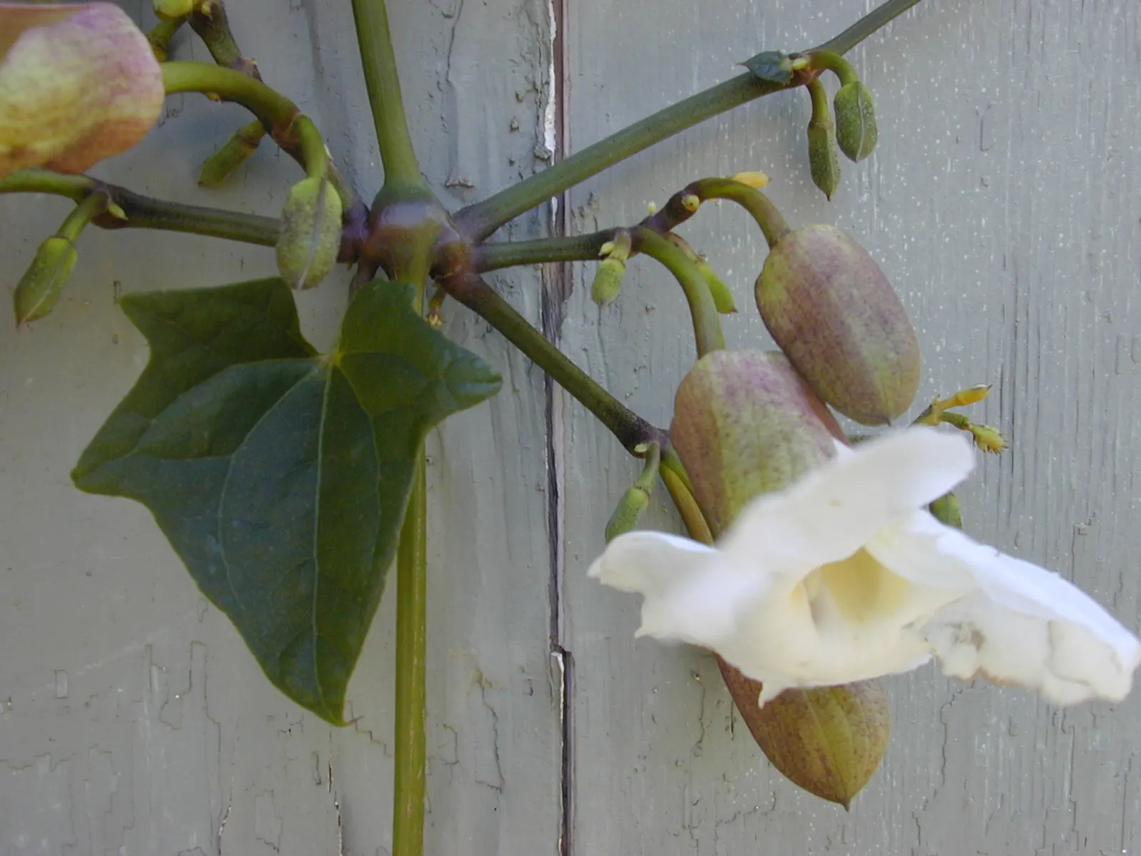 Sky Flower, Sky Vine (Thunbergia Grandiflora) — with a paler throat often marked by a yellow or white center; it thrives in USDA hardiness zones 8, image 66