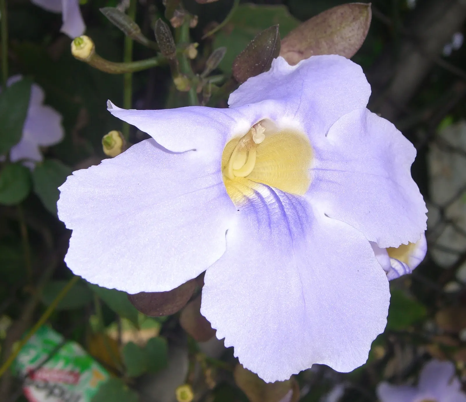 Sky Flower, Sky Vine (Thunbergia Grandiflora) — Ideal for trellises and arbors, it rapidly grows to 20 feet; preferring full sun to partial shade