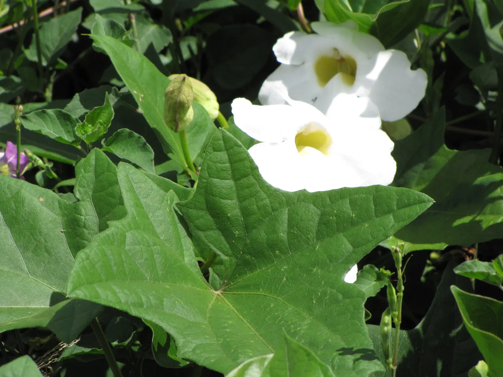 Sky Flower, Sky Vine (Thunbergia Grandiflora) — Thunbergia grandiflora, commonly known as Sky Flower or Sky Vine, is a vigorous evergreen vine