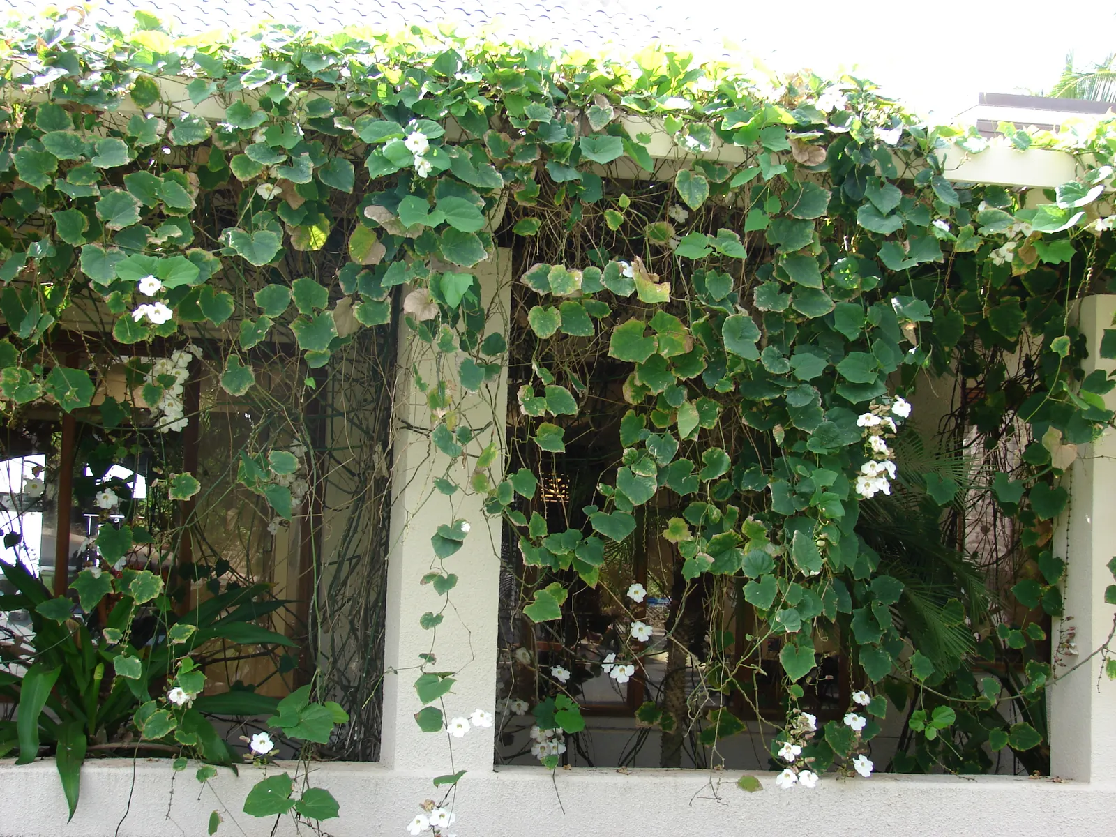 Sky Flower, Sky Vine (Thunbergia Grandiflora) — vine for full or half; it's an excellent choice for adding height, privacy, and a splash of color, image 78