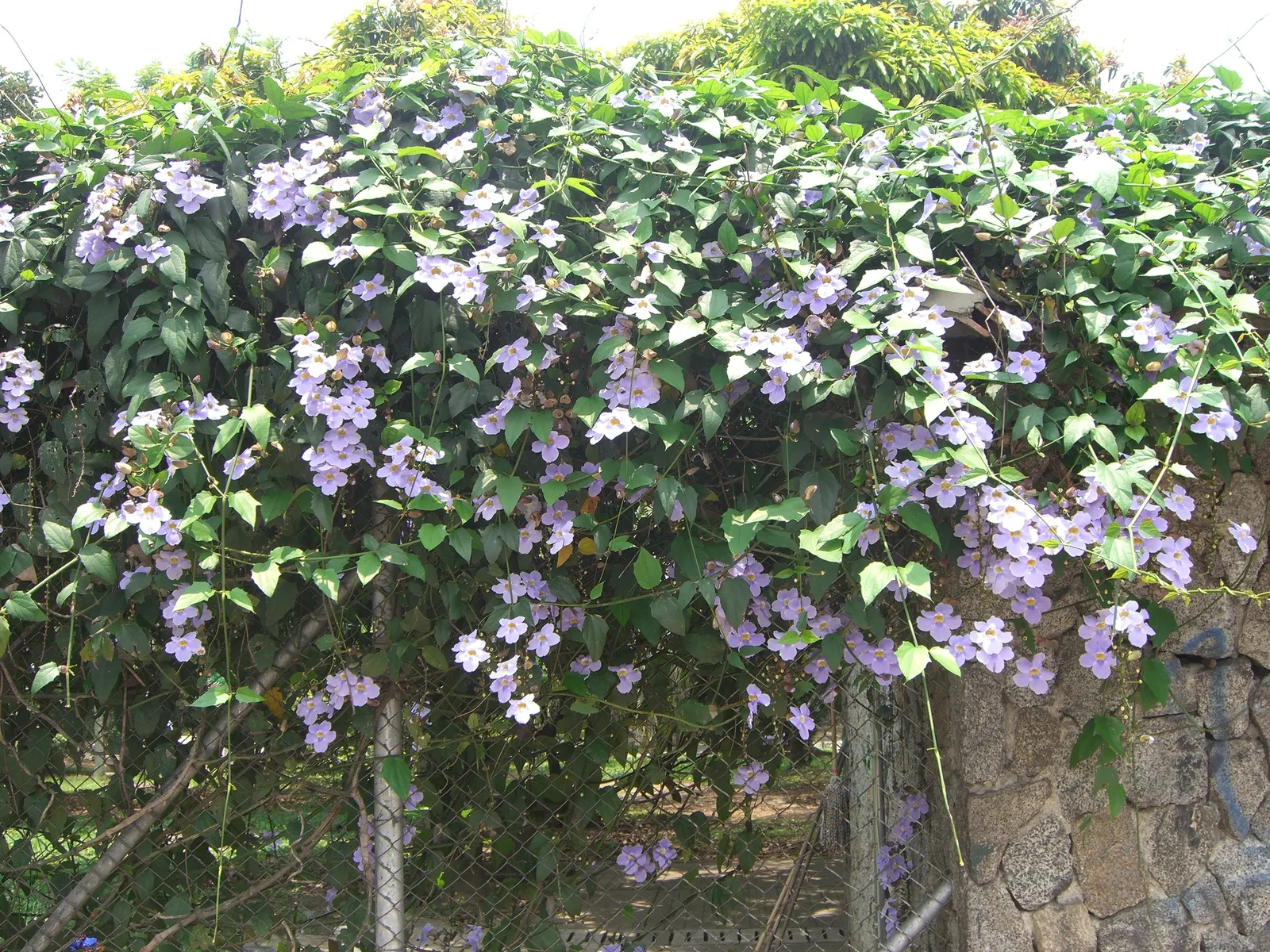 Sky Flower, Sky Vine (Thunbergia Grandiflora) — consider its robust growth and maintenance requirements; vine for full or half, image 97