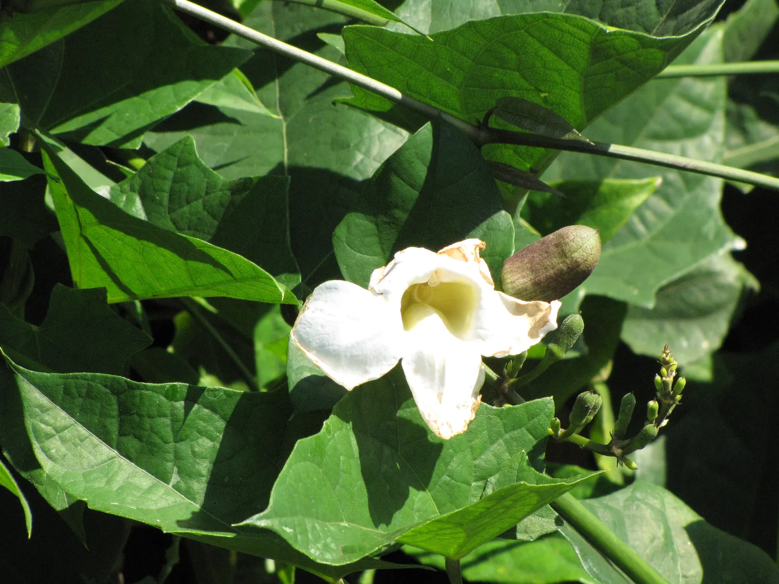 Sky Flower, Sky Vine (Thunbergia Grandiflora) — vine with blue and multi-colored and yellow blooms; offering a verdant backdrop that remains, image 77