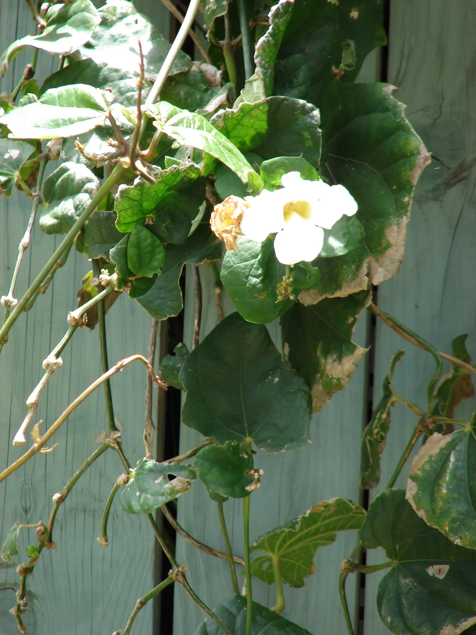 Sky Flower, Sky Vine (Thunbergia Grandiflora) — to showcase its cascading nature.<br><br>The Sky Vine's hallmark feature is its striking floral, image 89