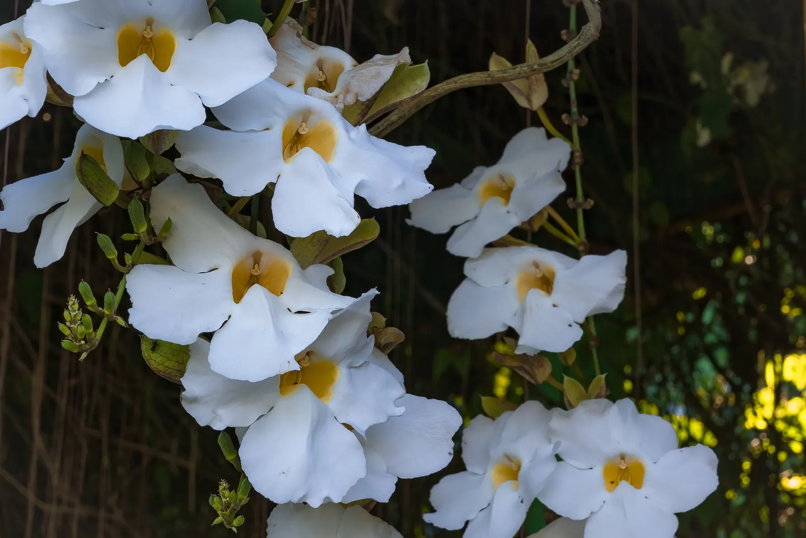 Sky Flower, Sky Vine (Thunbergia Grandiflora) — heart-shaped leaves and clusters of tubular flowers; to showcase its cascading nature.<br><br>The, image 54