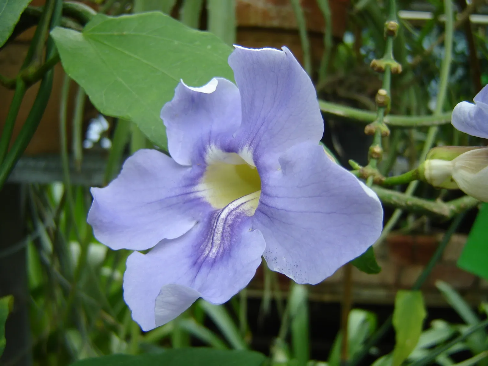 Sky Flower, Sky Vine (Thunbergia Grandiflora) — with a paler throat often marked by a yellow or white center; it thrives in USDA hardiness zones 8 through 11