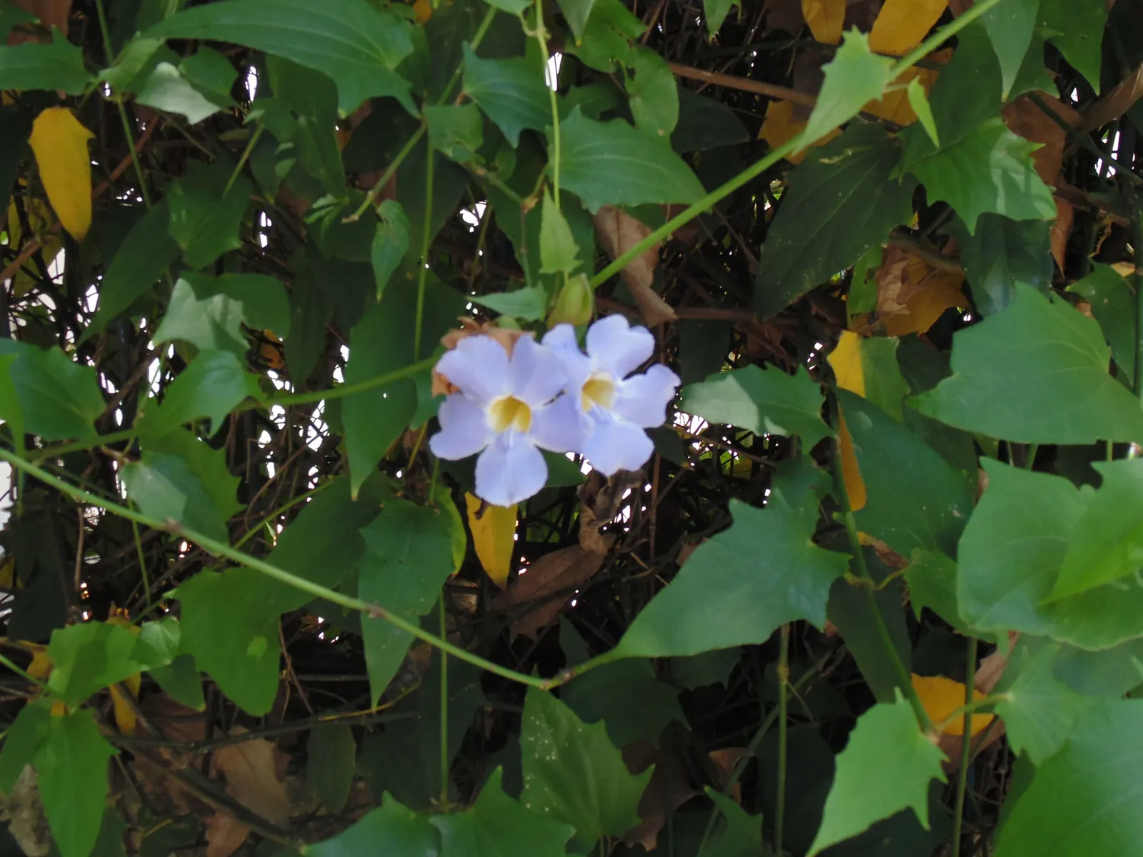 Sky Flower, Sky Vine (Thunbergia Grandiflora) — to showcase its cascading nature.<br><br>The Sky Vine's hallmark feature is its striking floral, image 37