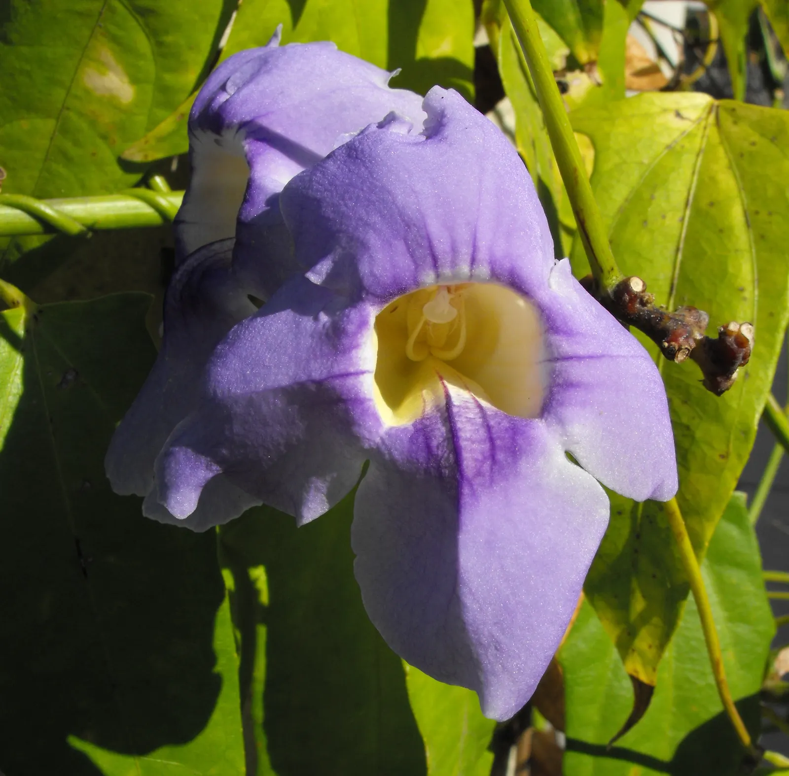 Sky Flower, Sky Vine (Thunbergia Grandiflora) — They are typically in their prime from late summer through fall; blue and multi-colored and yellow, image 67