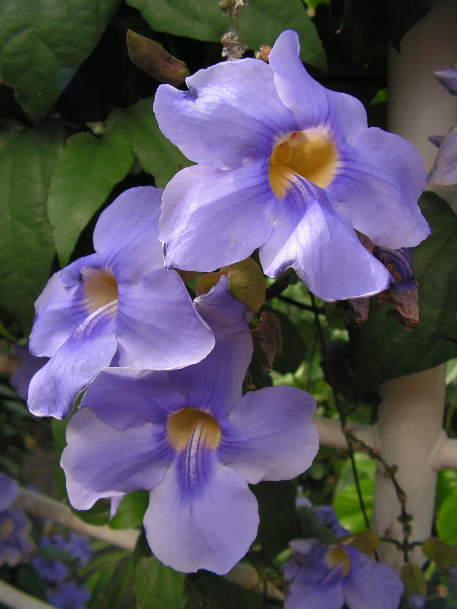 Sky Flower, Sky Vine (Thunbergia Grandiflora) — Ideal for trellises and arbors, it rapidly grows to 20 feet