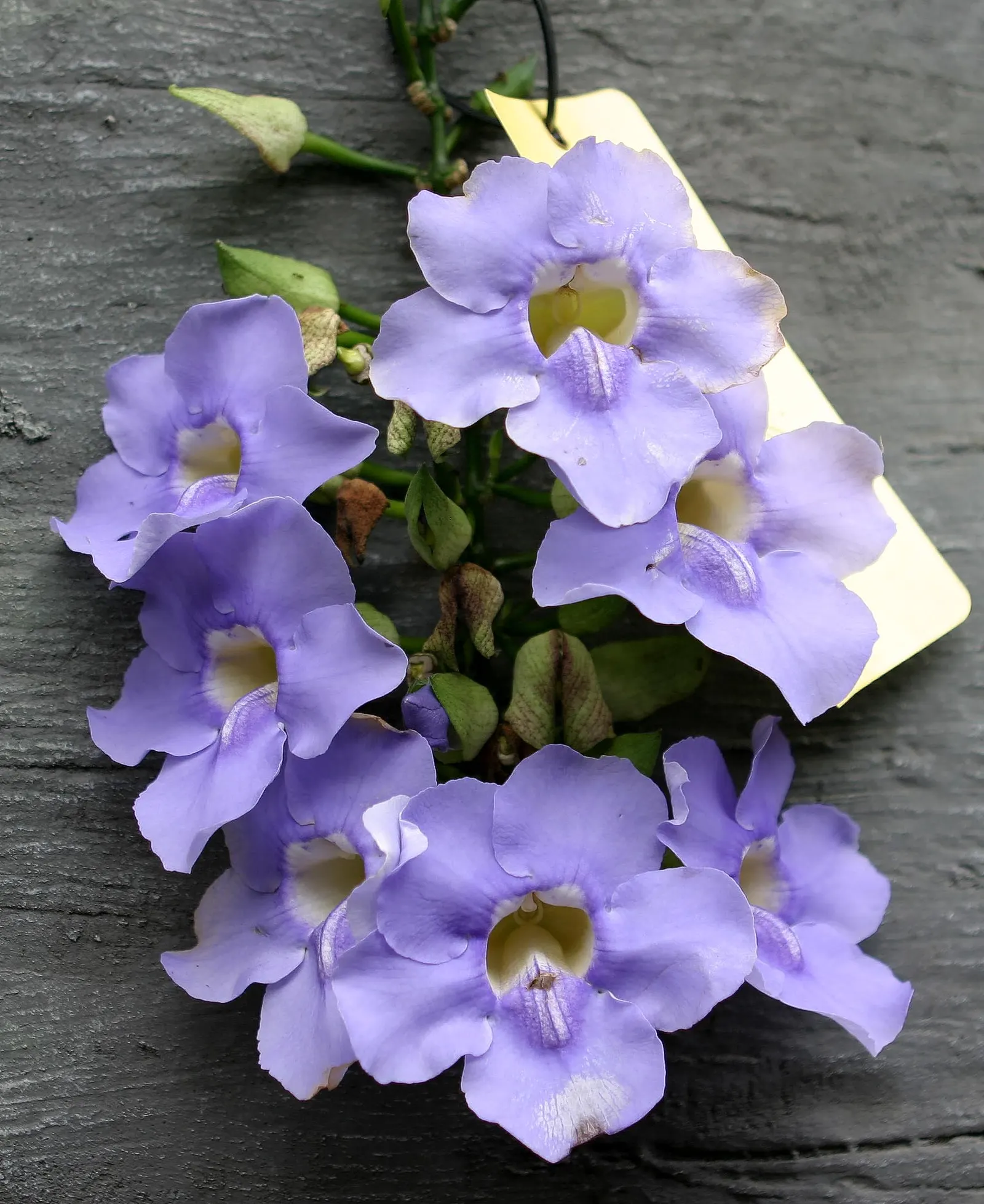 Sky Flower, Sky Vine (Thunbergia Grandiflora) — blue and multi-colored and yellow flowers in the garden; commonly referred to as the Sky Vine or, image 76