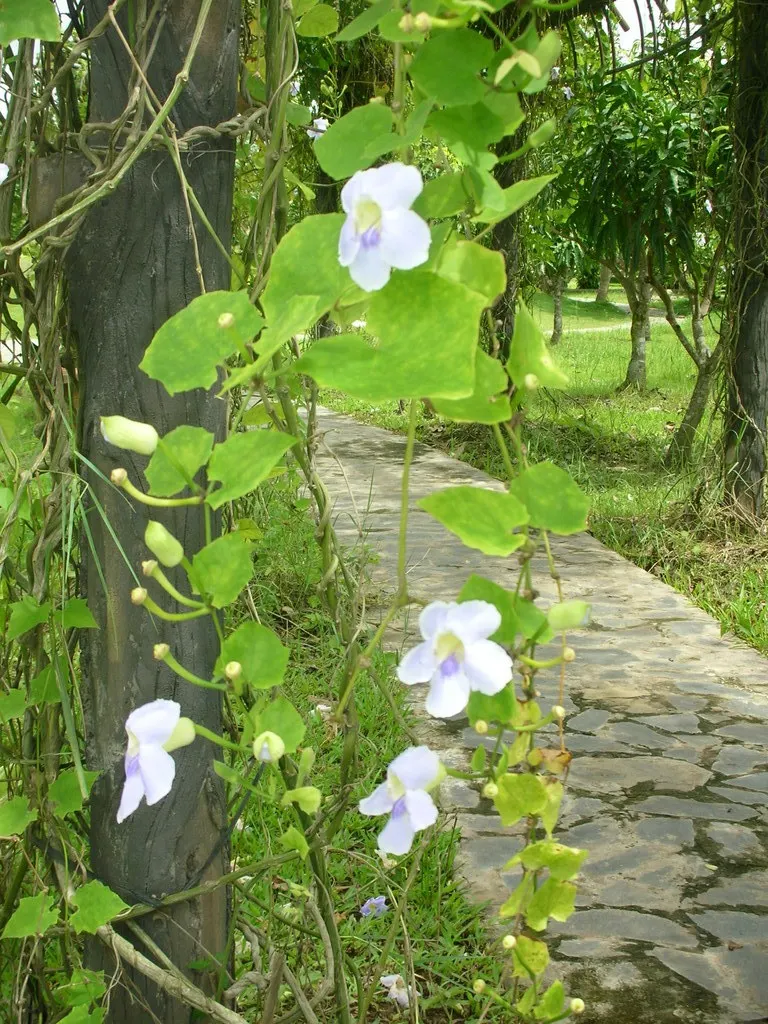 Sky Flower, Sky Vine (Thunbergia Grandiflora) — vine for full or half; it's an excellent choice for adding height, privacy, and a splash of color to an outdoor