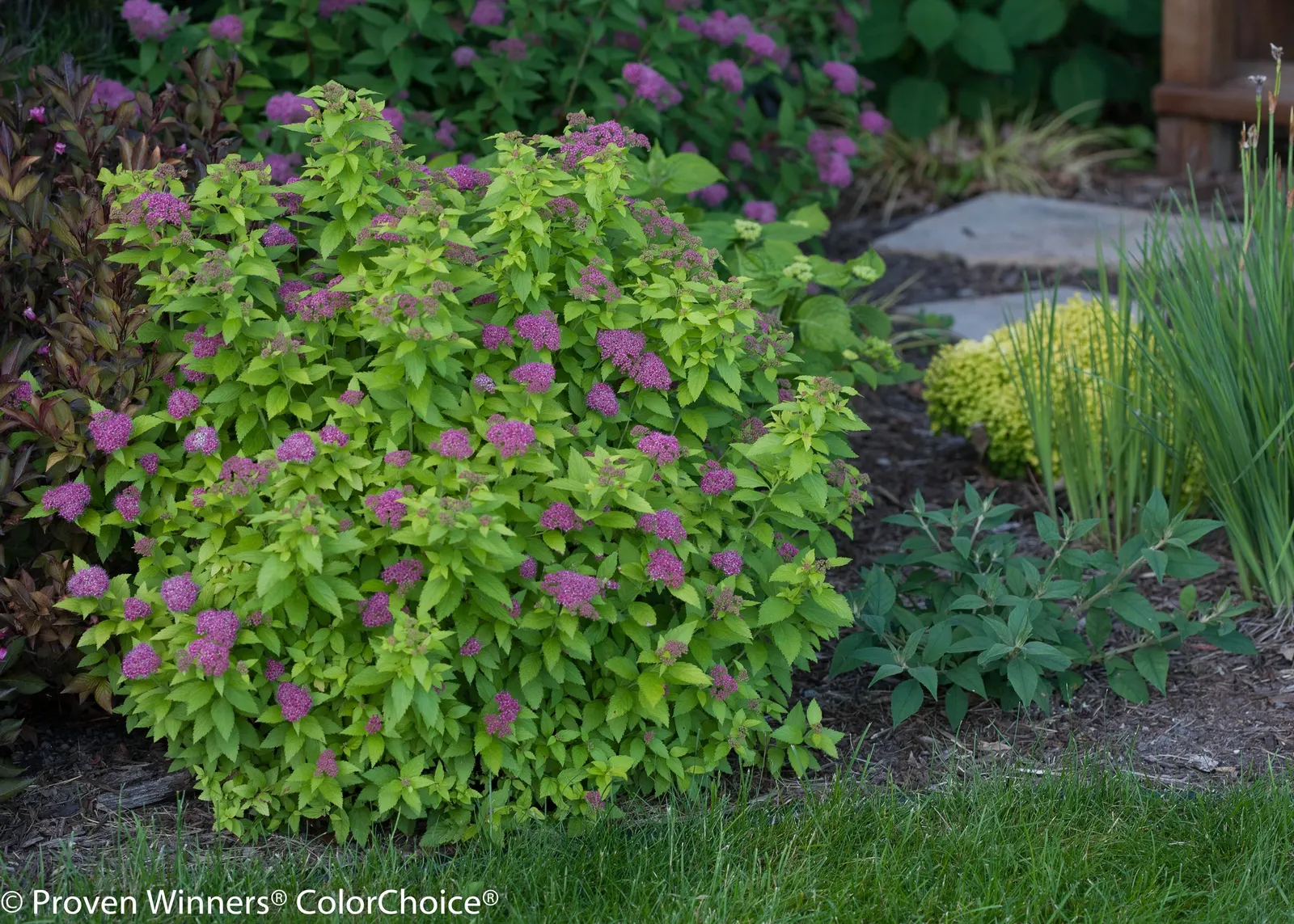 Gold Spirea (Spiraea japonica) — Deadhead after flowering to encourage reblooming