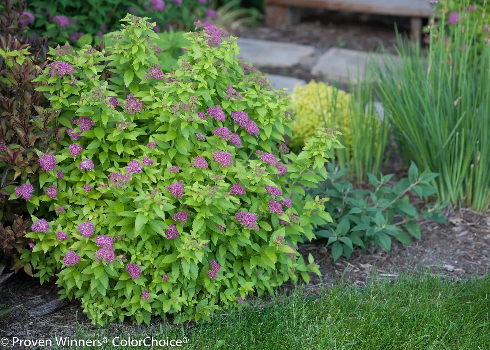Gold Spirea (Spiraea japonica) — Golden foliage is accented by hot pink summer flowers
