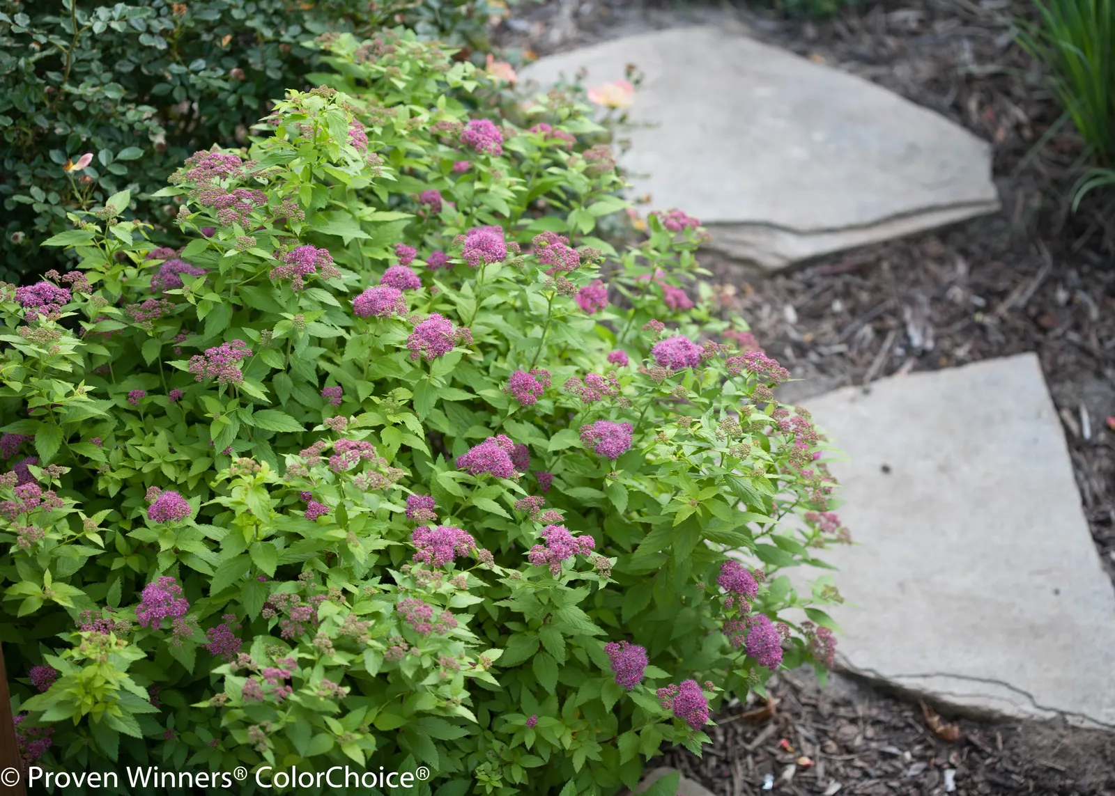 Gold Spirea (Spiraea japonica) — Season long color., Little needed