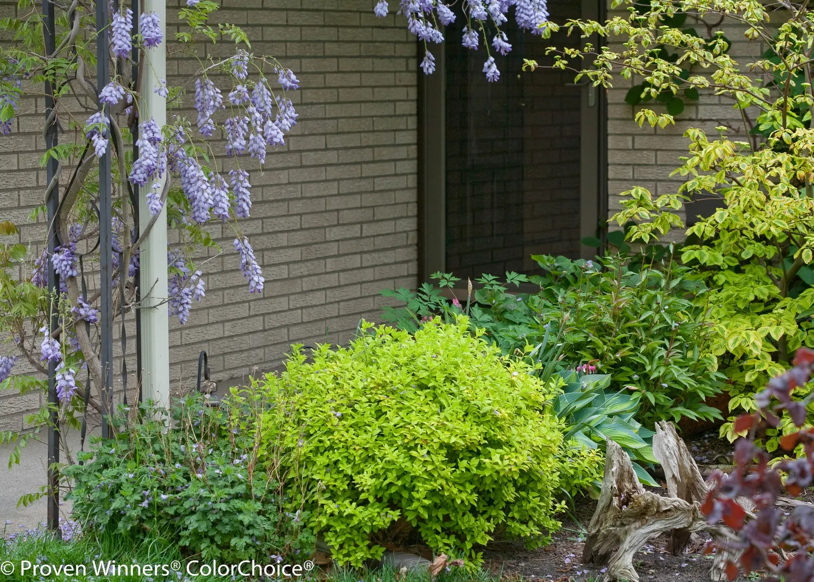Gold Spirea (Spiraea japonica) — Apply a controlled release fertilizer in early spring, and trim if needed to shape