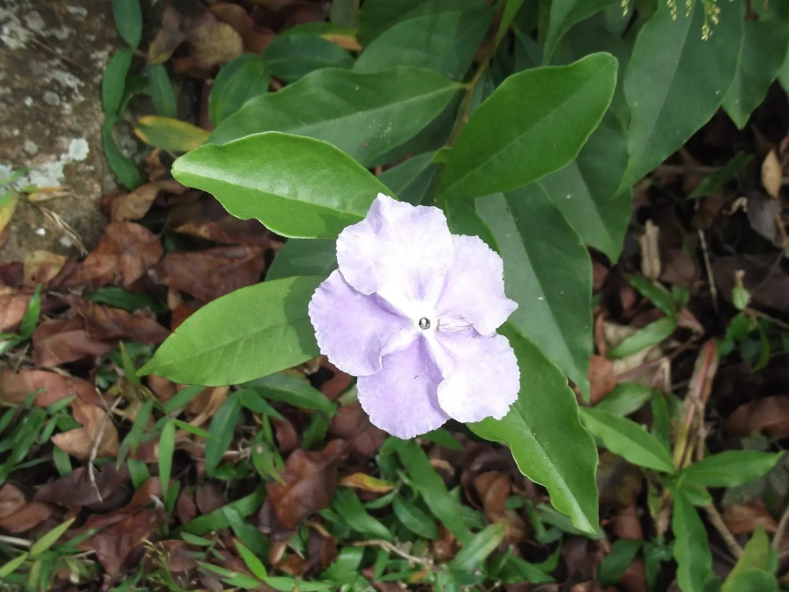 Yesterday-Today-And-Tommorrow (Brunfelsia Pauciflora 'Eximia') — encapsulating its namesake.<br><br>Culturally versatile