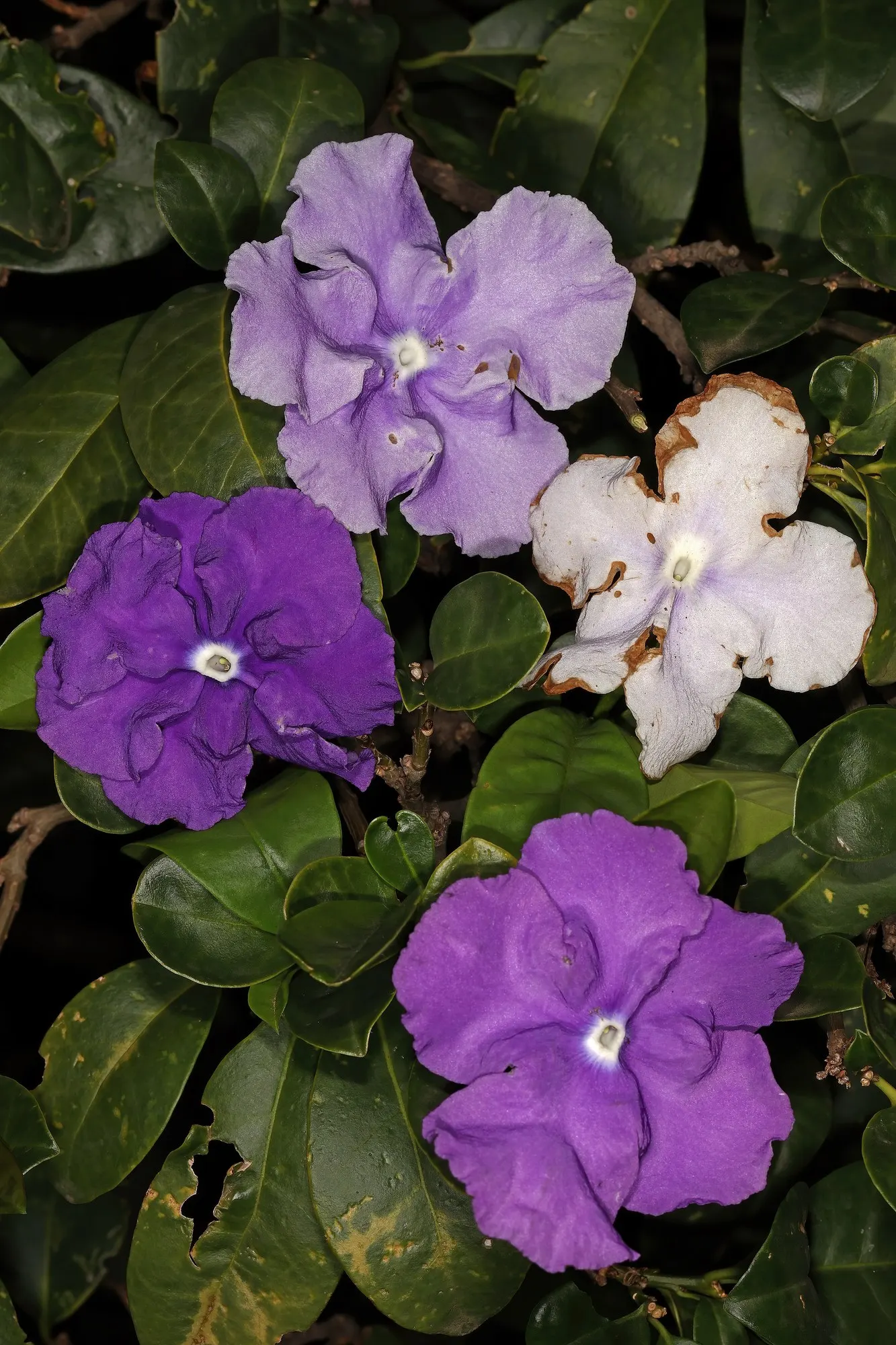 Yesterday-Today-And-Tommorrow (Brunfelsia Pauciflora 'Eximia') — Implementing this plant into a landscape provides a dynamic visual and olfactory experience