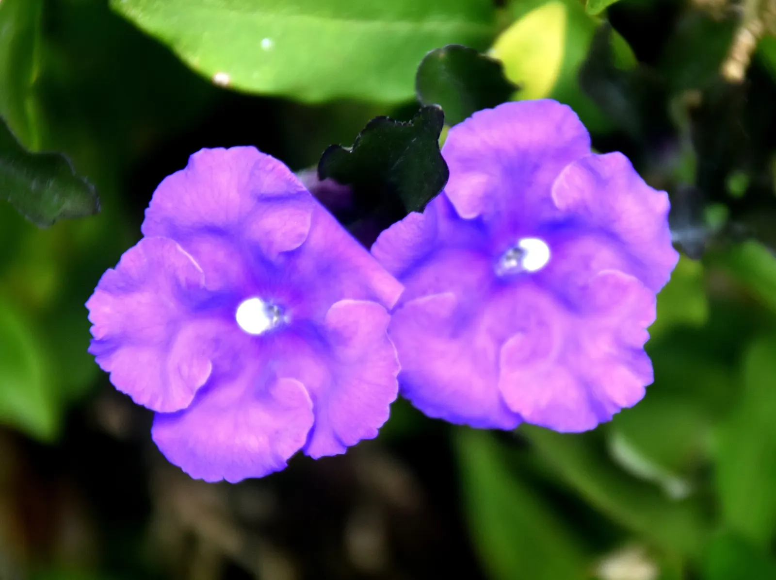Yesterday-Today-And-Tommorrow (Brunfelsia Pauciflora 'Eximia') — Prefers partial shade and well-drained soil