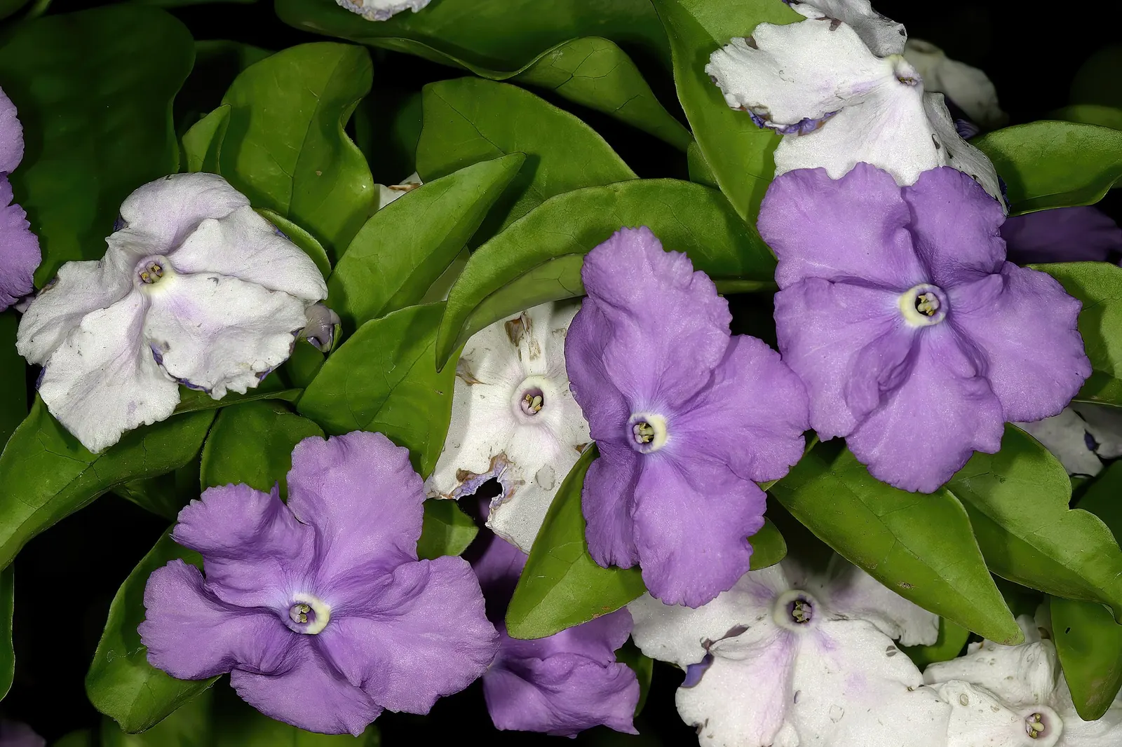 Yesterday-Today-And-Tommorrow (Brunfelsia Pauciflora 'Eximia') — Keep in mind, all parts are toxic if ingested