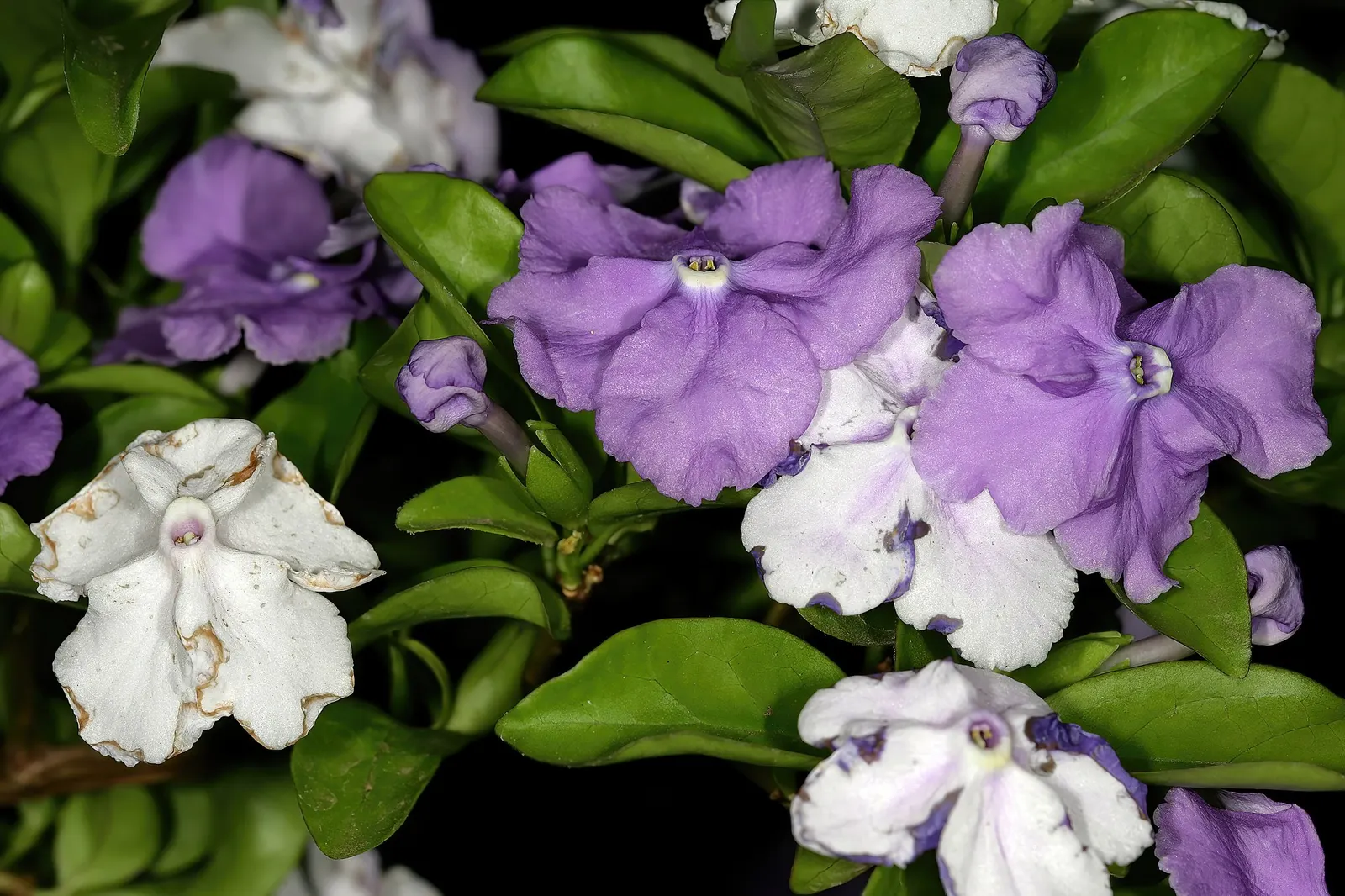 Yesterday-Today-And-Tommorrow (Brunfelsia Pauciflora 'Eximia') — Yesterday-Today-and-Tomorrow thrives in USDA hardiness zones 9 to 12