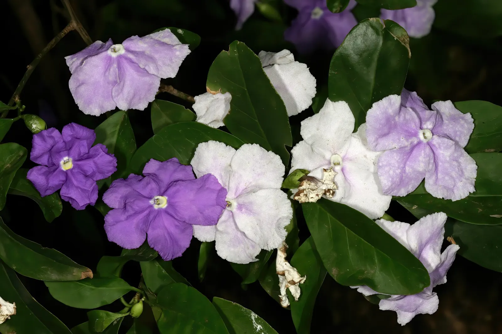 Yesterday-Today-And-Tommorrow (Brunfelsia Pauciflora 'Eximia') — commonly referred to as the Yesterday-Today-and-Tomorrow