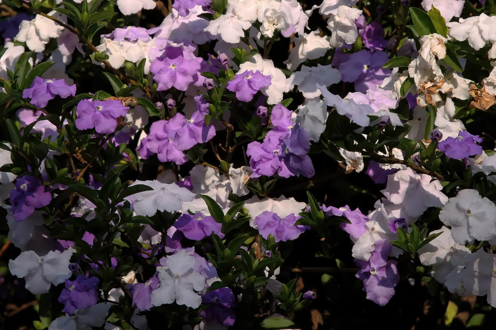 Yesterday-Today-And-Tommorrow (Brunfelsia Pauciflora 'Eximia') — dark green leaves provide a lush backdrop