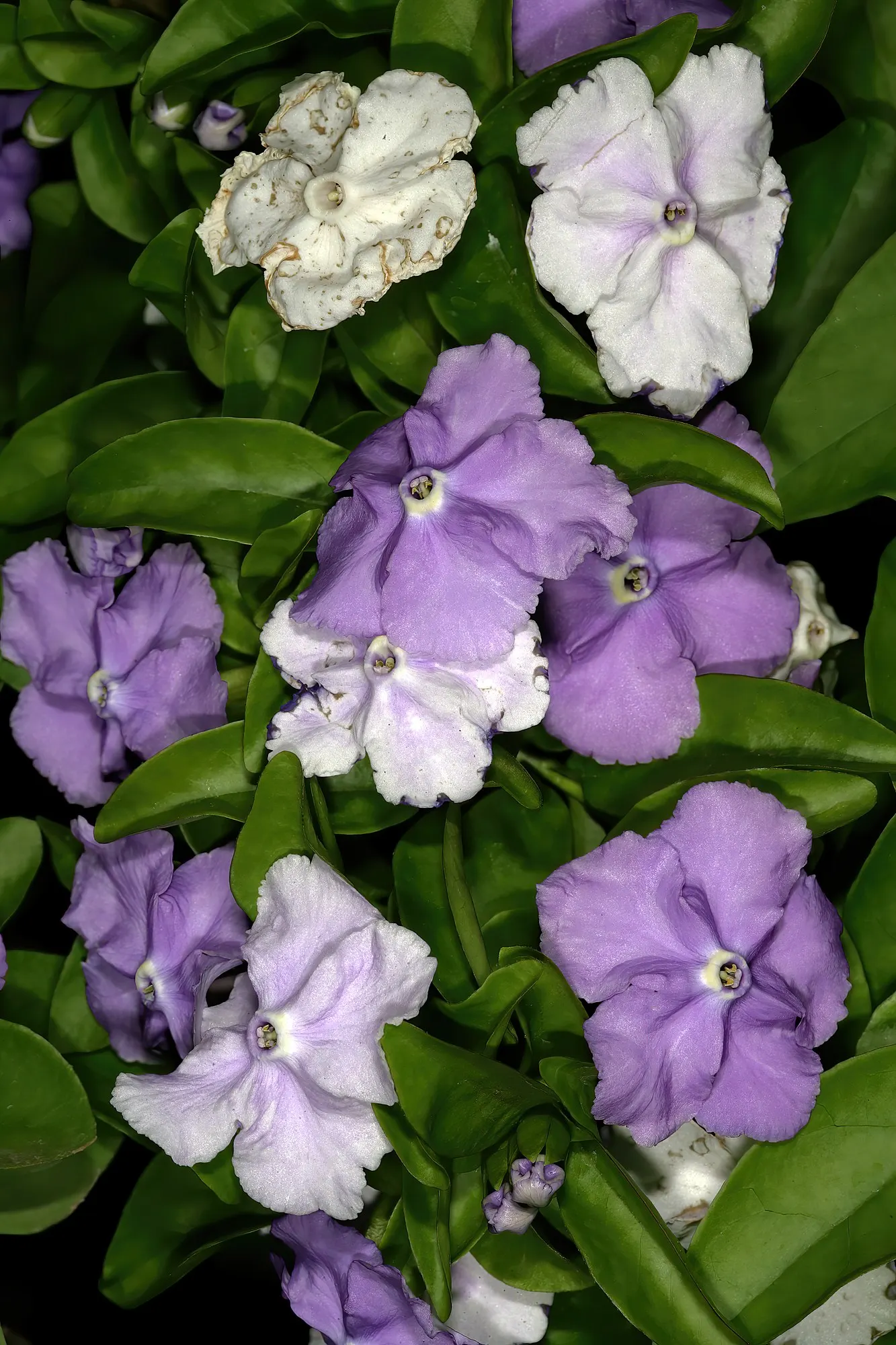 Yesterday-Today-And-Tommorrow (Brunfelsia Pauciflora 'Eximia') — presents a captivating display of fragrant flowers that change colors - purple (yesterday)