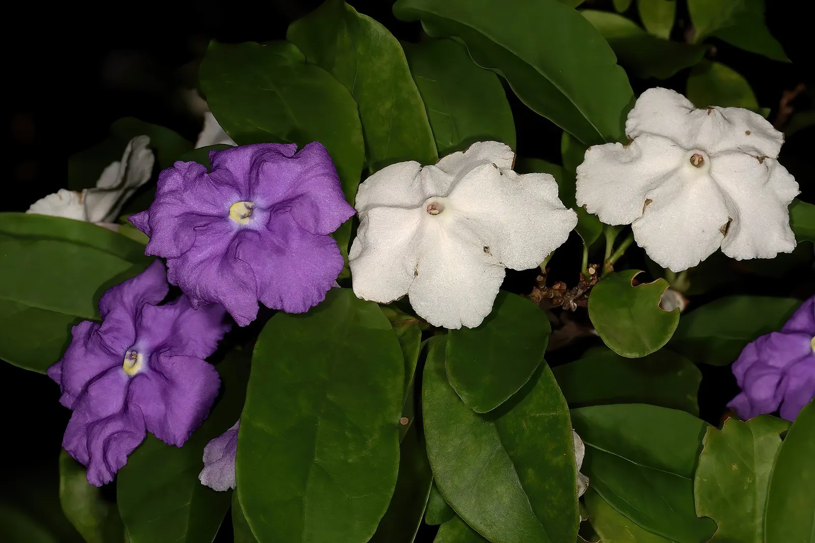 Yesterday-Today-And-Tommorrow (Brunfelsia Pauciflora 'Eximia') — commonly known as Yesterday-Today-And-Tomorrow