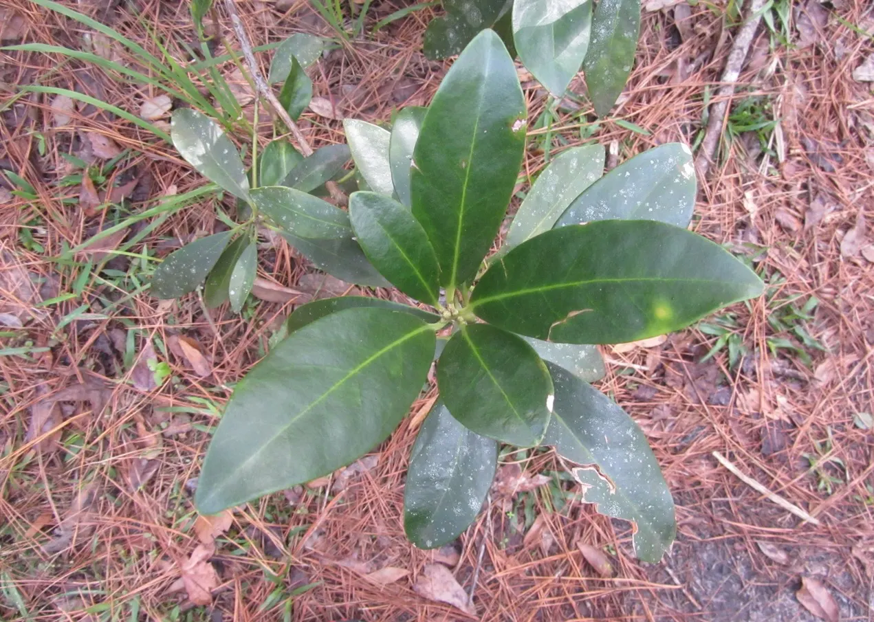 Yellow Anise Tree (Illicium Parviflorum) — Ideal for foundation plantings or as a privacy screen in zones 7-9