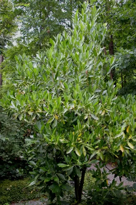 Yellow Anise Tree (Illicium Parviflorum) — olive-green foliage and uniquely fragrant