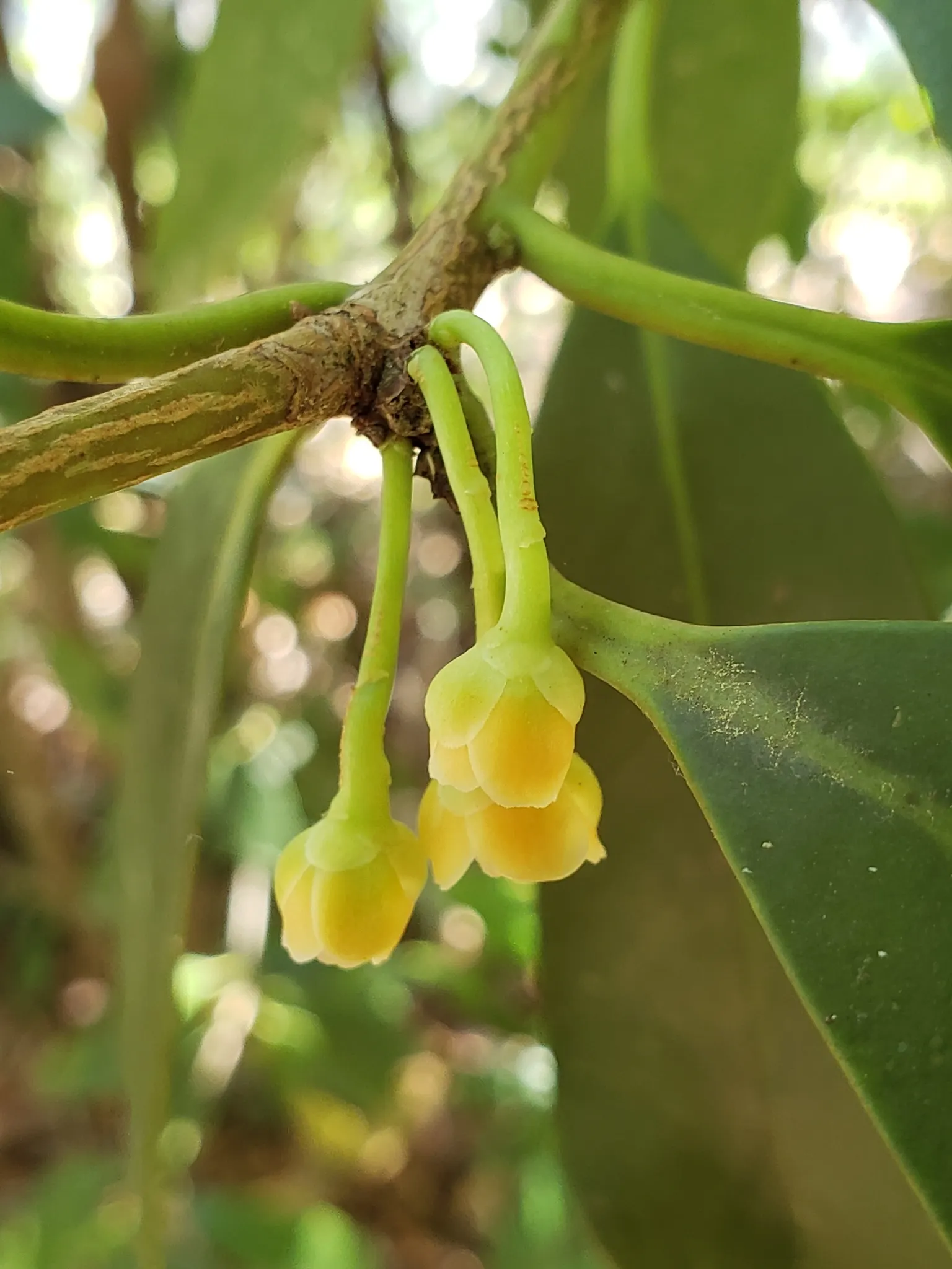 Yellow Anise Tree (Illicium Parviflorum) — The Yellow Anise Tree (Illicium parviflorum)