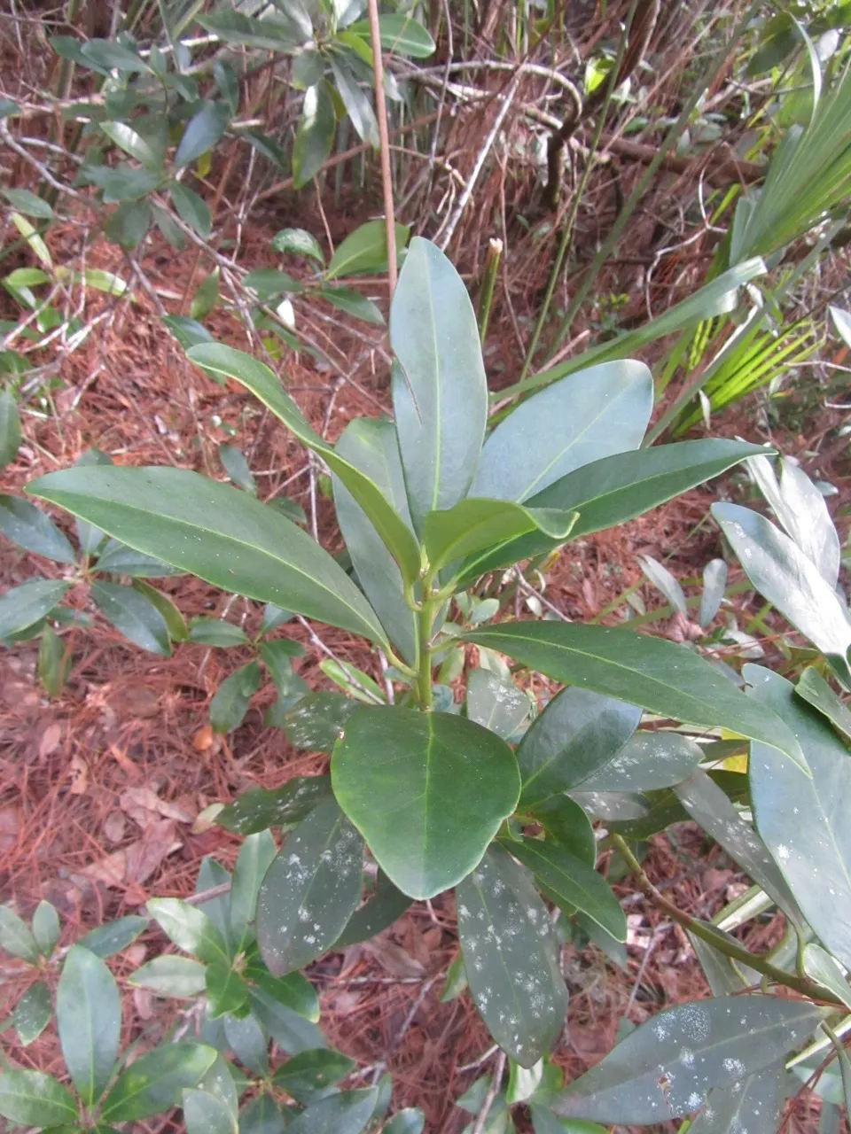Yellow Anise Tree (Illicium Parviflorum) — Prefers moist, well-drained soils; is deer resistant
