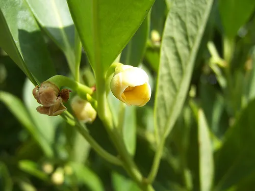 Yellow Anise Tree (Illicium Parviflorum) — is a captivating evergreen shrub notable for its lustrous