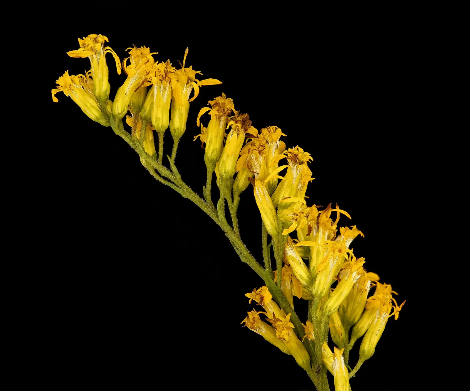 Yellow Anise Tree (Illicium Parviflorum) — Its aromatic leaves resemble small, slender lemons in both color and scent