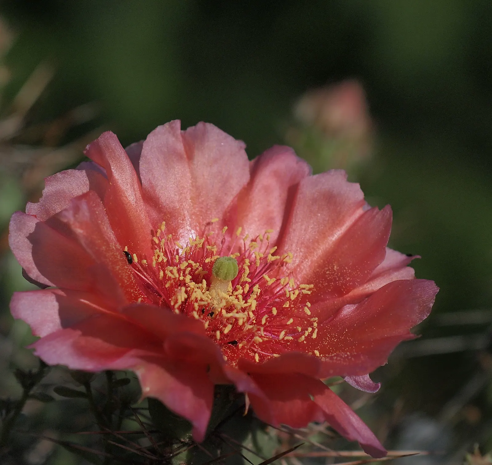 Opuntia Cultivars (Opuntia Cvs.) — Full sun and well-draining soil ensure optimal growth