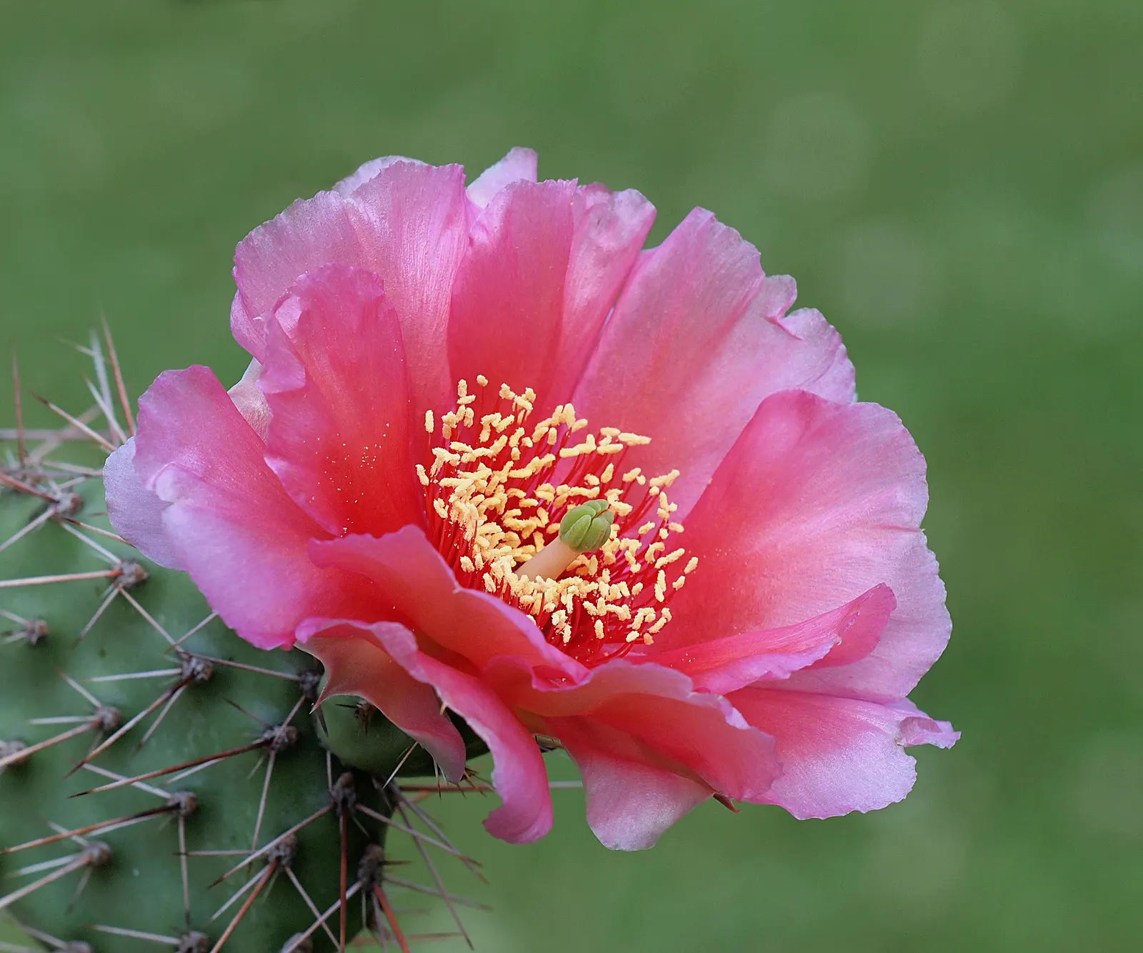 Opuntia Cultivars (Opuntia Cvs.) — are resilient cacti prized for their sculptural pads and vibrant blooms