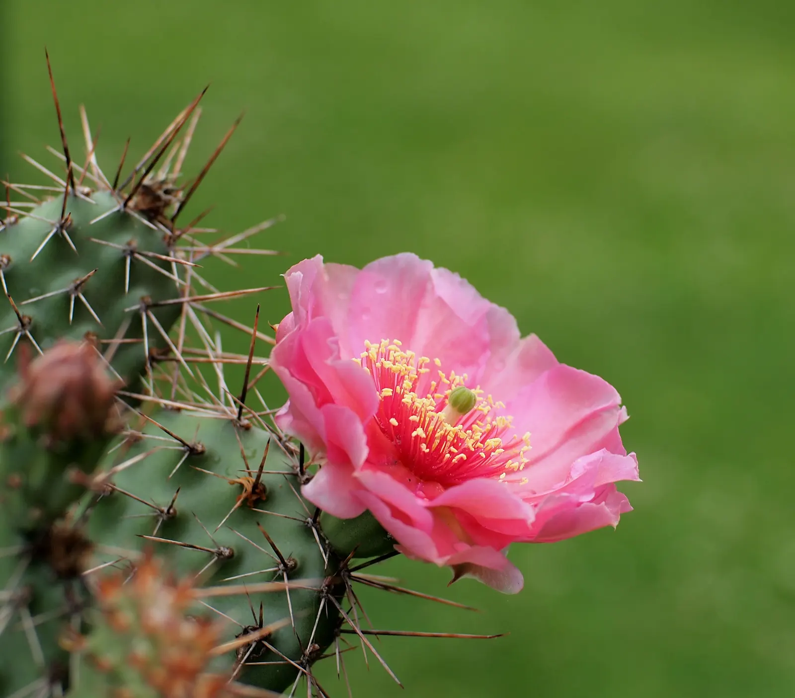 Opuntia Cultivars (Opuntia Cvs.) — Ranging from 6 inches to 15 feet in height