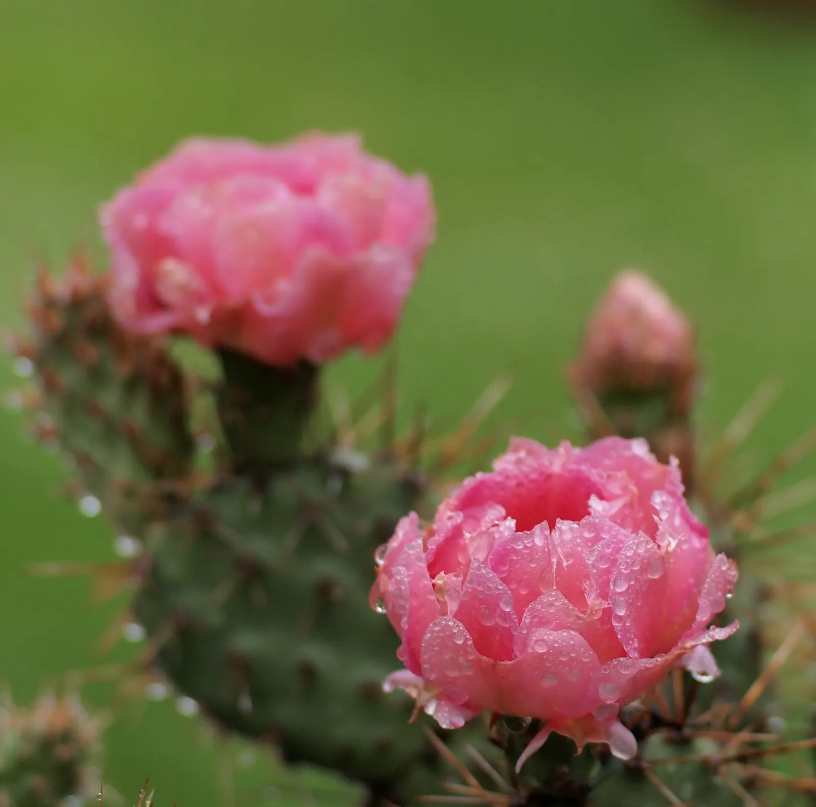 Opuntia Cultivars (Opuntia Cvs.) — these drought-tolerant plants provide year-round interest with their unique form