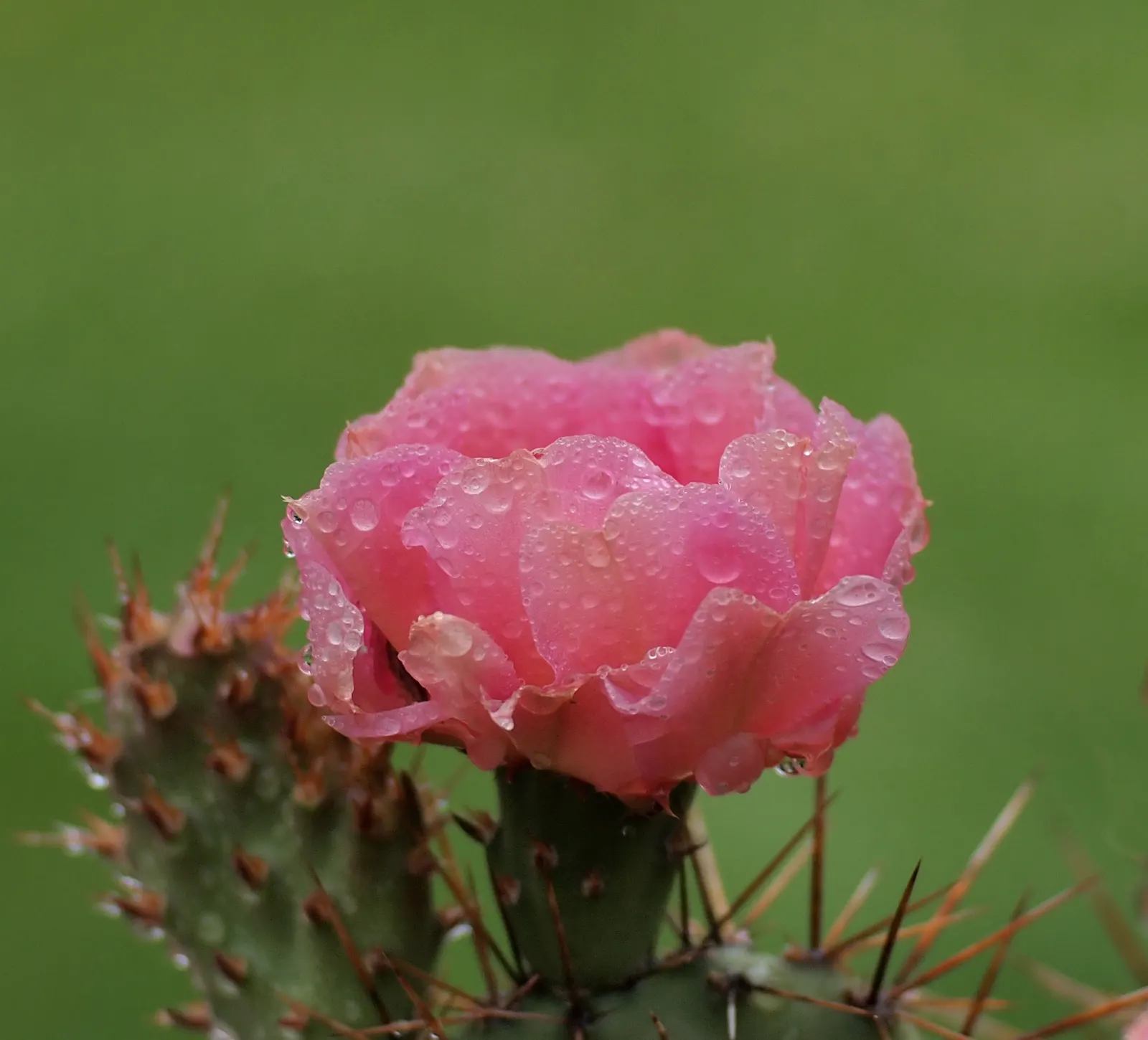 Opuntia Cultivars (Opuntia Cvs.) — Cold hardiness varies among species, from USDA zones 4 to 9