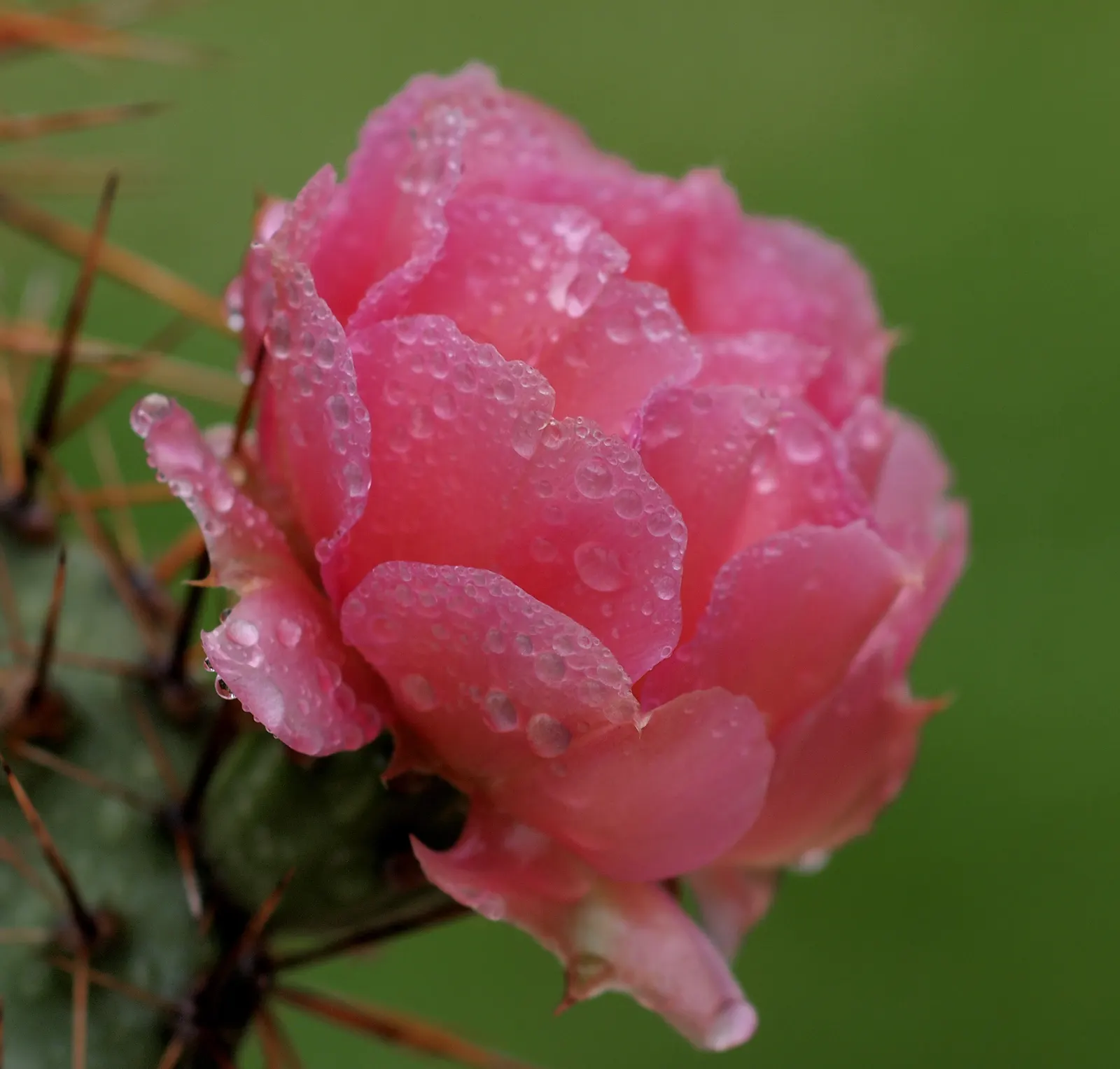 Opuntia Cultivars (Opuntia Cvs.) — commonly known as prickly pears