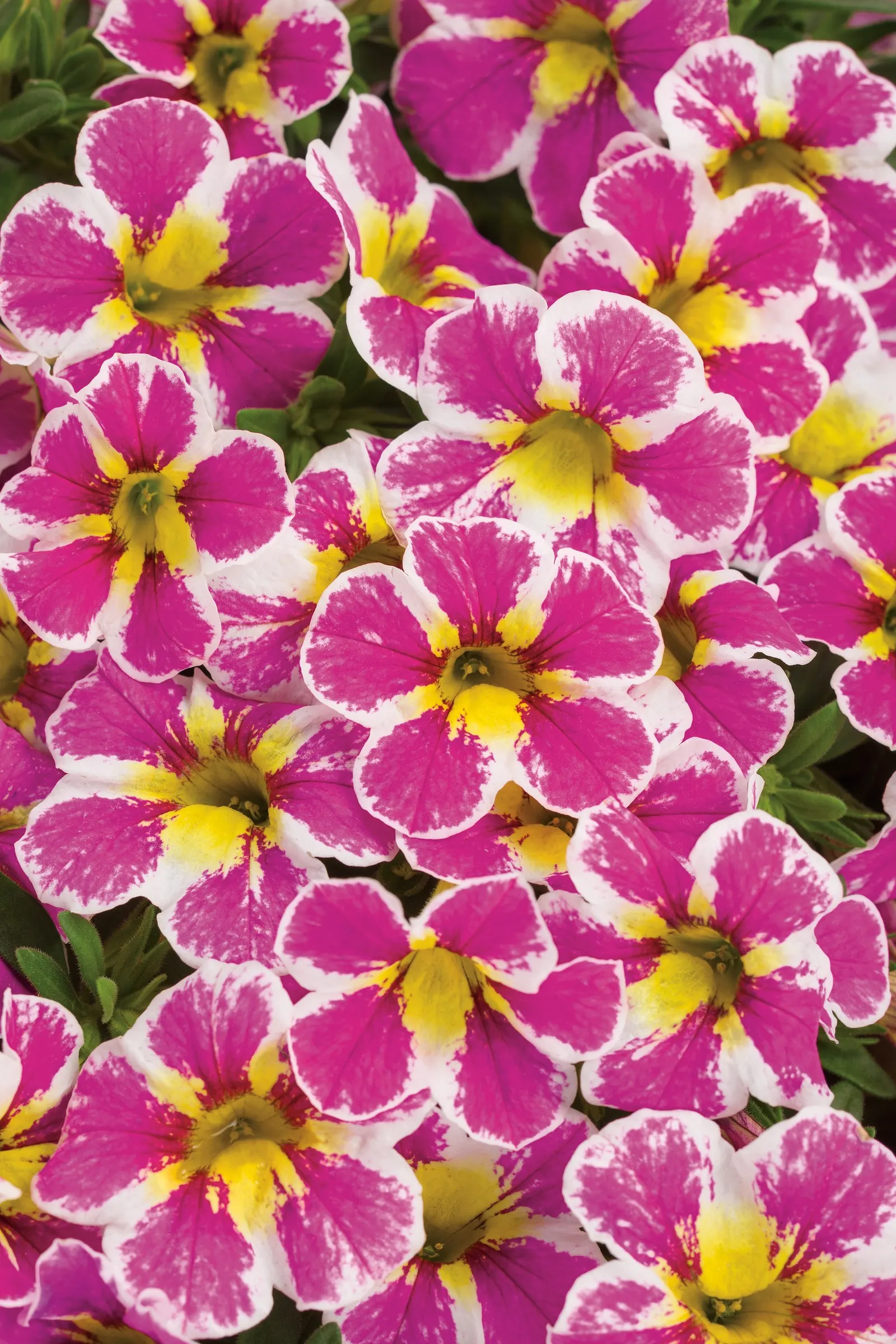 Holy Cow!™ Calibrachoa — The Calibrachoa Holy Cow!™ is a mounding-trailing annual with small petunia-like blooms in creamy white
