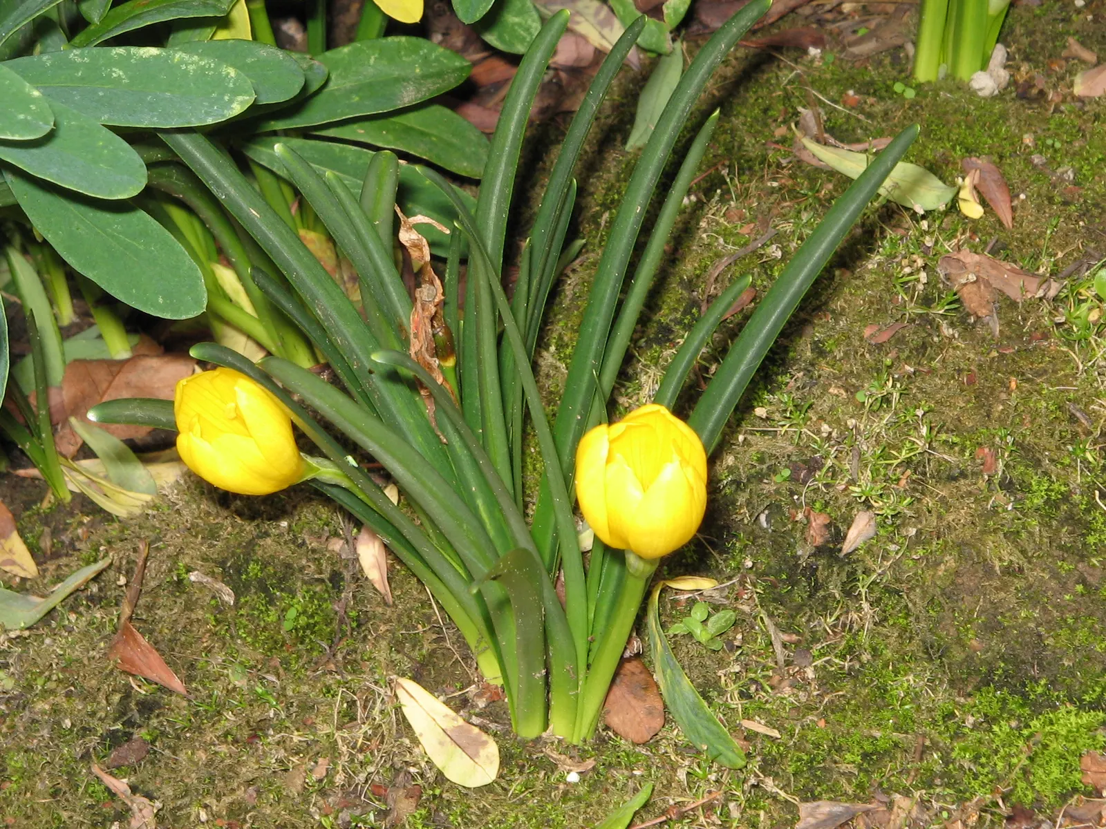 Autumn Daffodil (Sternbergia lutea) — Each bulb produces one or two flowers