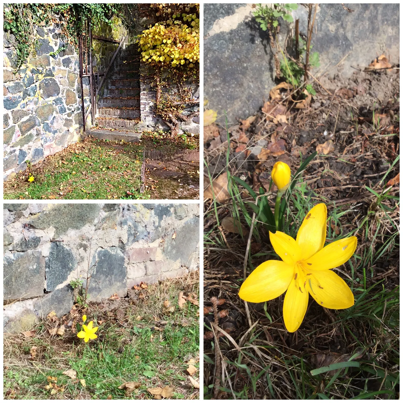Autumn Daffodil (Sternbergia lutea) — Sternbergia lutea, commonly known as Autumn Daffodil, heralds fall with vibrant yellow, crocus-like blooms