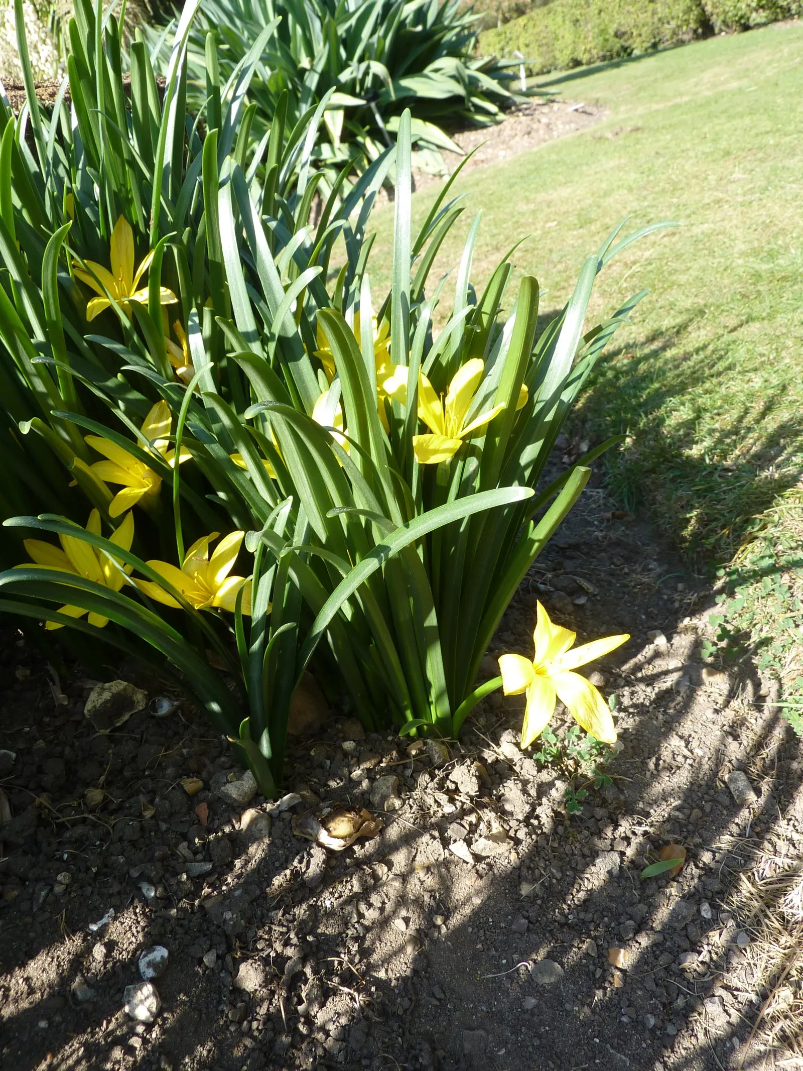 Autumn Daffodil (Sternbergia lutea) — scientifically known as Sternbergia lutea