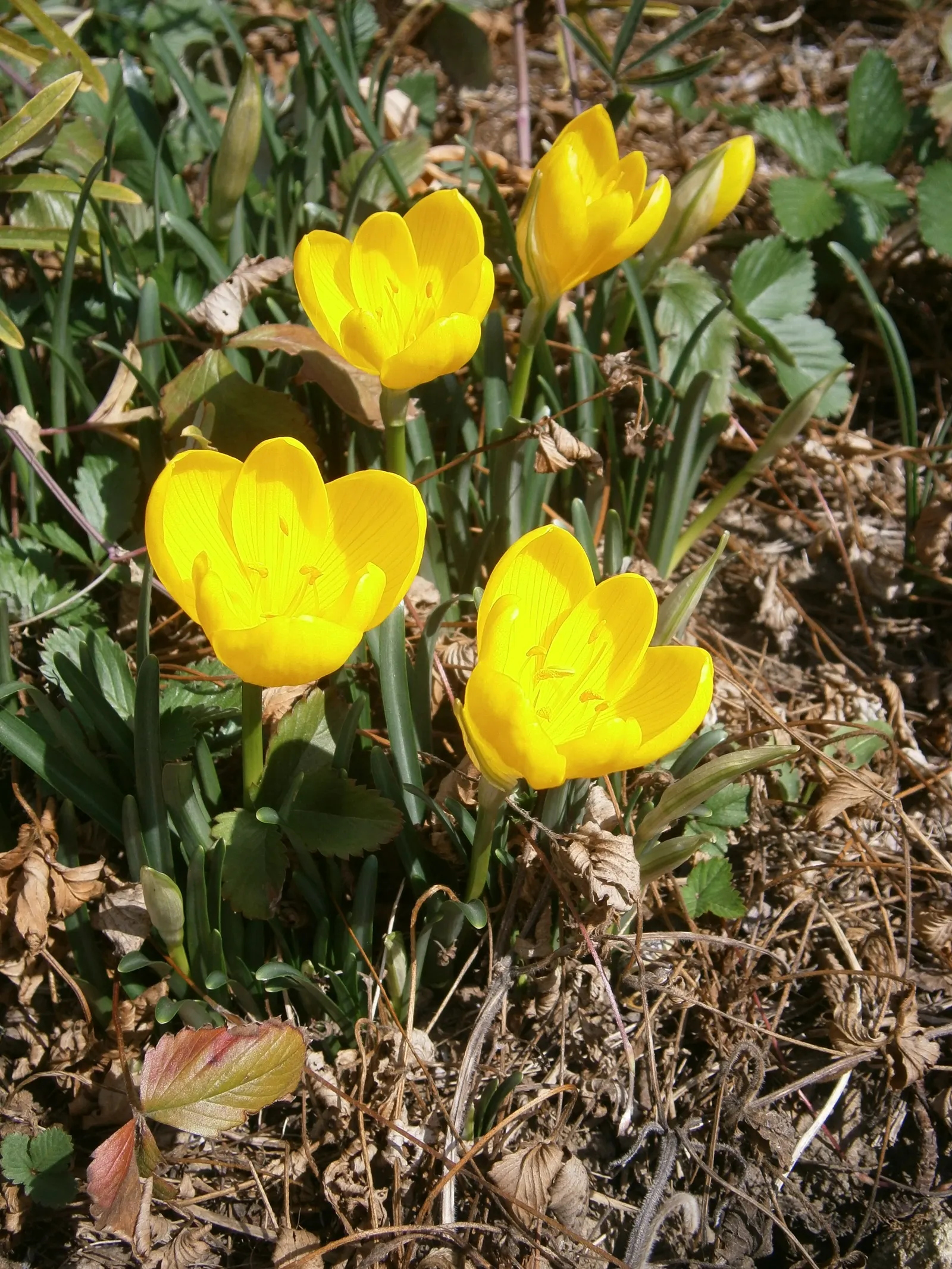 Autumn Daffodil (Sternbergia lutea) — yellow flowers in the garden