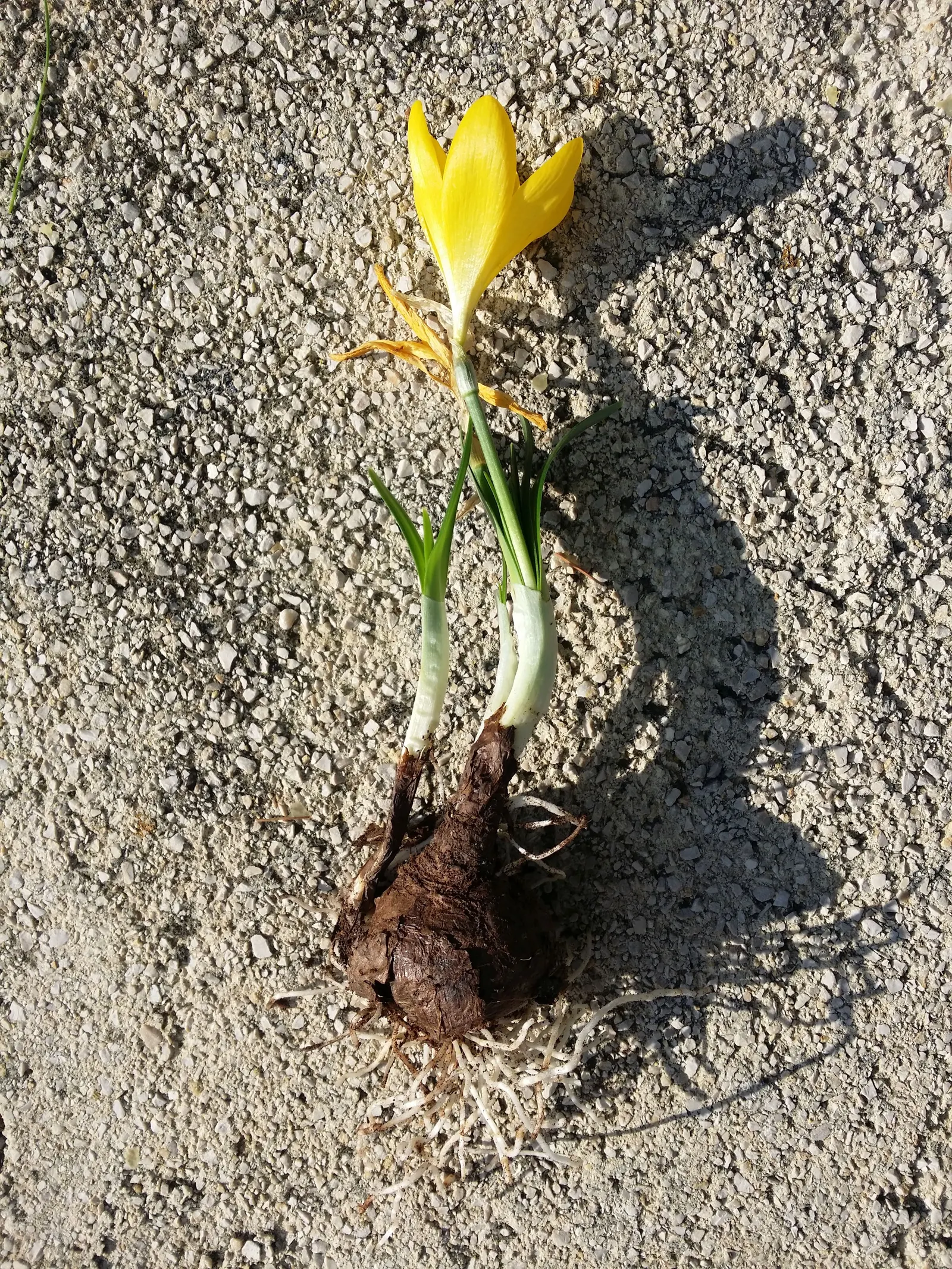 Autumn Daffodil (Sternbergia lutea) — making it an excellent low-maintenance choice for water-wise landscapes