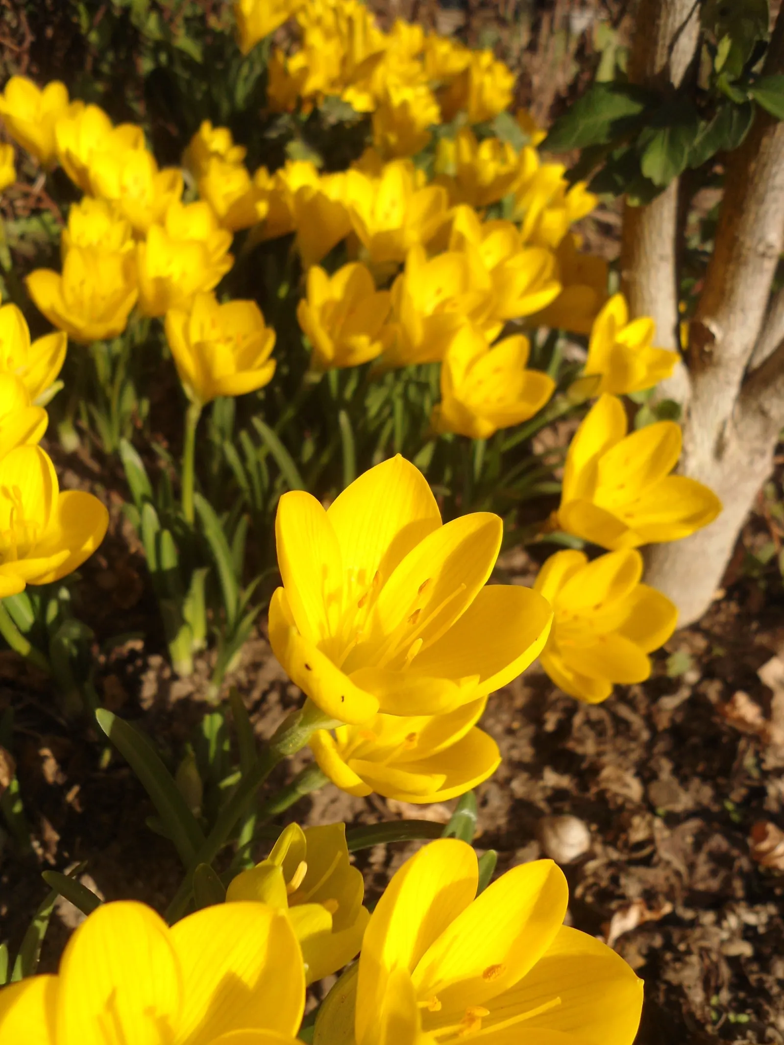 Autumn Daffodil (Sternbergia lutea) — closely related to true daffodils and amaryllis.<br><br>Sternbergia lutea is celebrated for its vibrant yellow