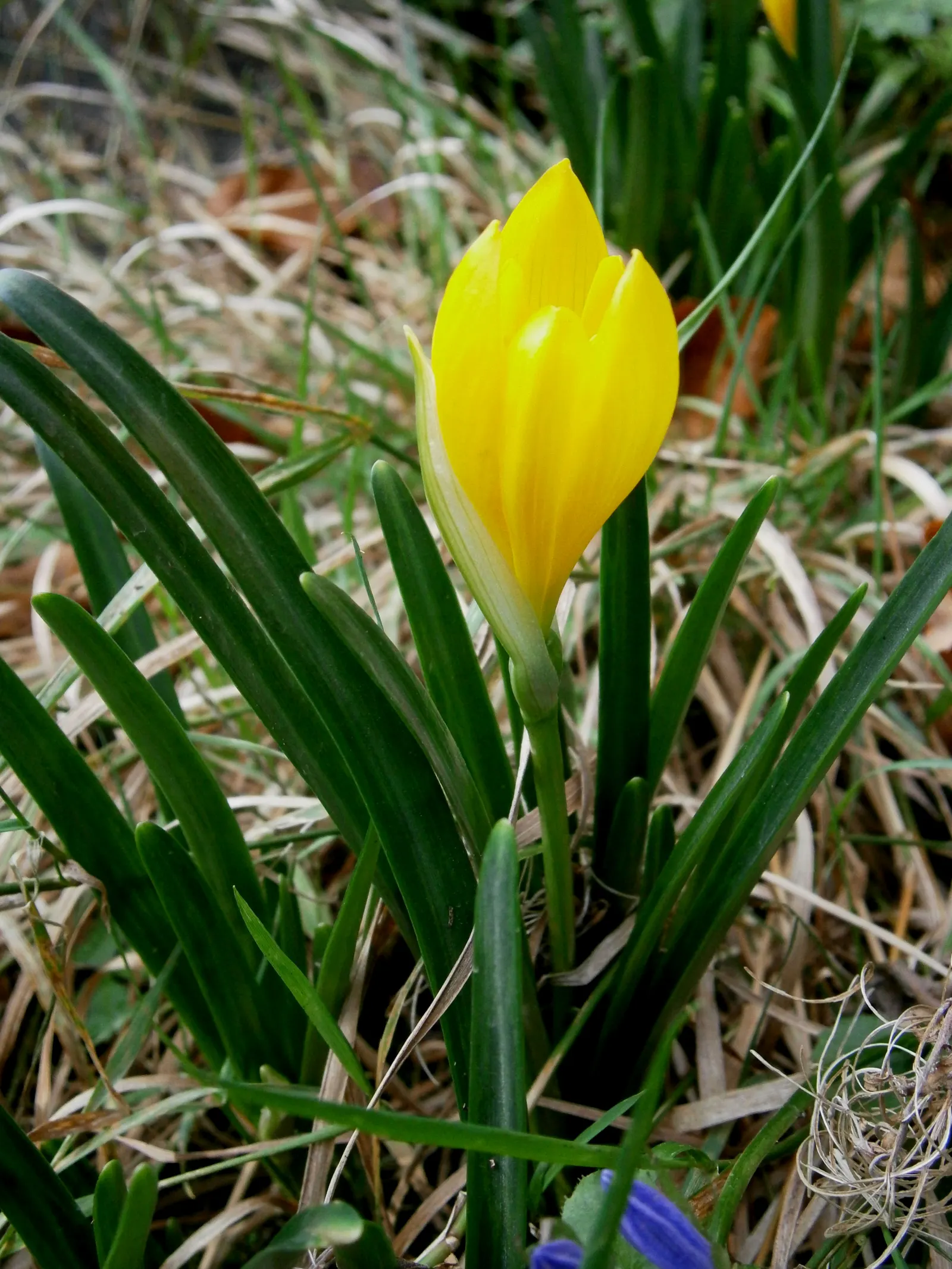 Autumn Daffodil (Sternbergia lutea) — The leaves grow to about 3 to 4 inches in height and usually appear after or alongside the flowering period
