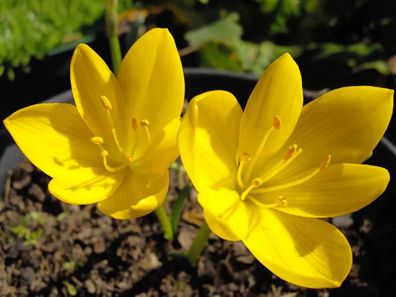 Autumn Daffodil (Sternbergia lutea) — The leaves grow to about 3 to 4 inches in height and usually appear after or alongside the flowering period; often